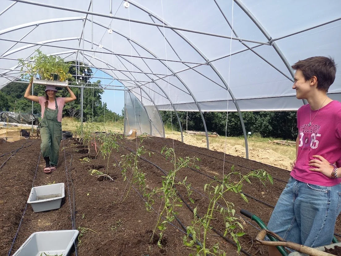 first plants in june.jpg