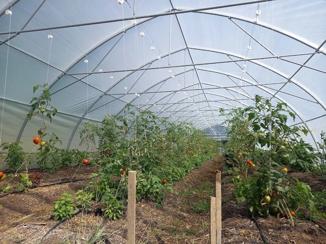 tomatoes.jpg