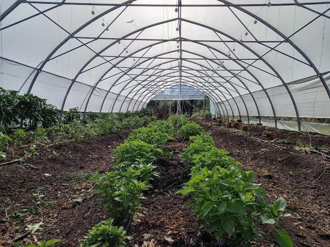 basil in greenhouse.jpg