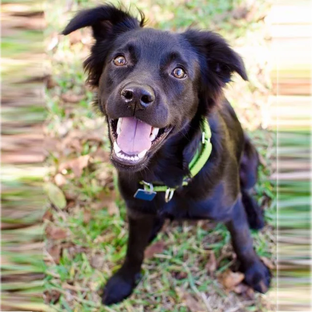 Puppy Trainer Perth