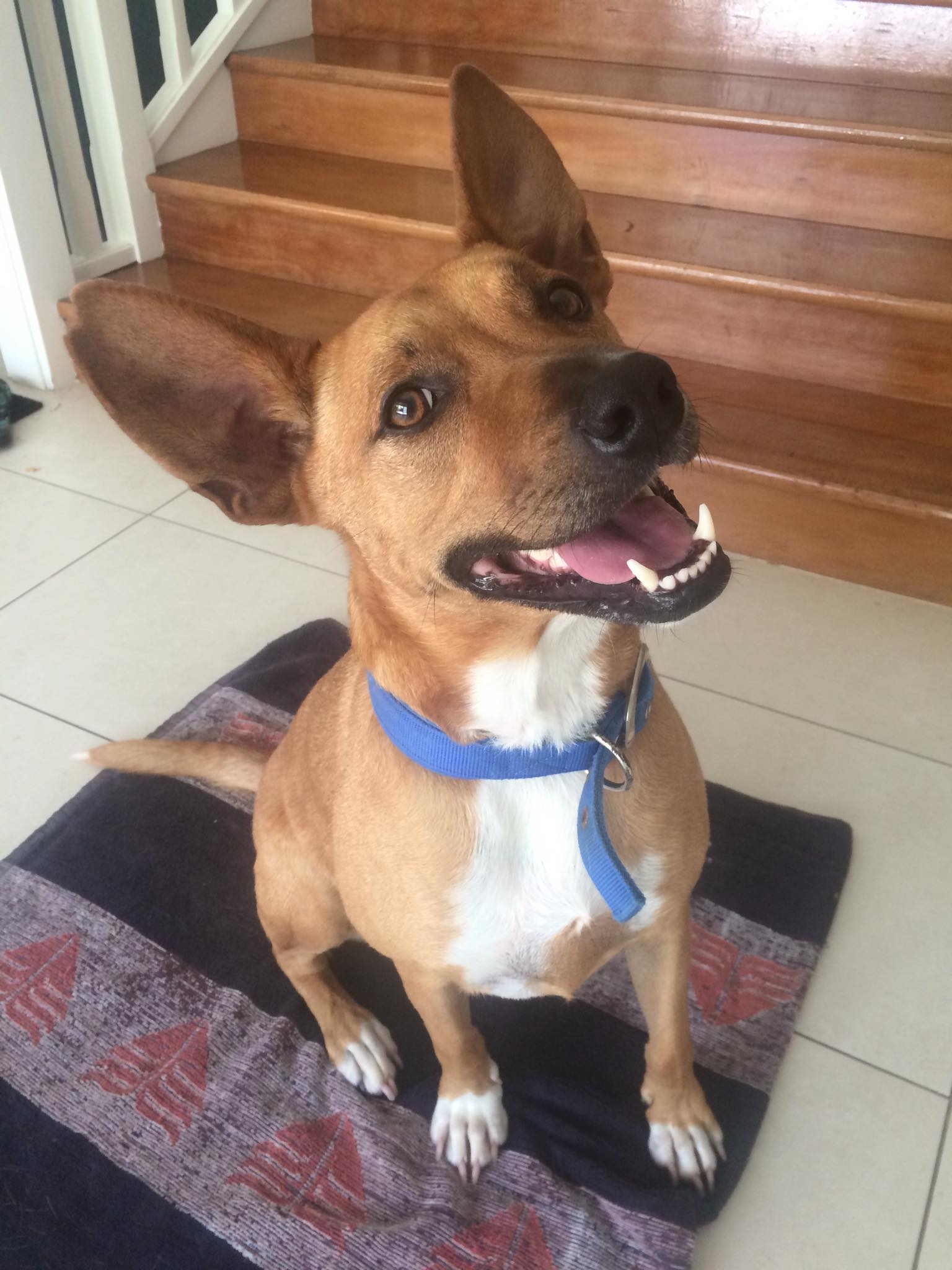dog-behaviourist-perth-wa.jpg