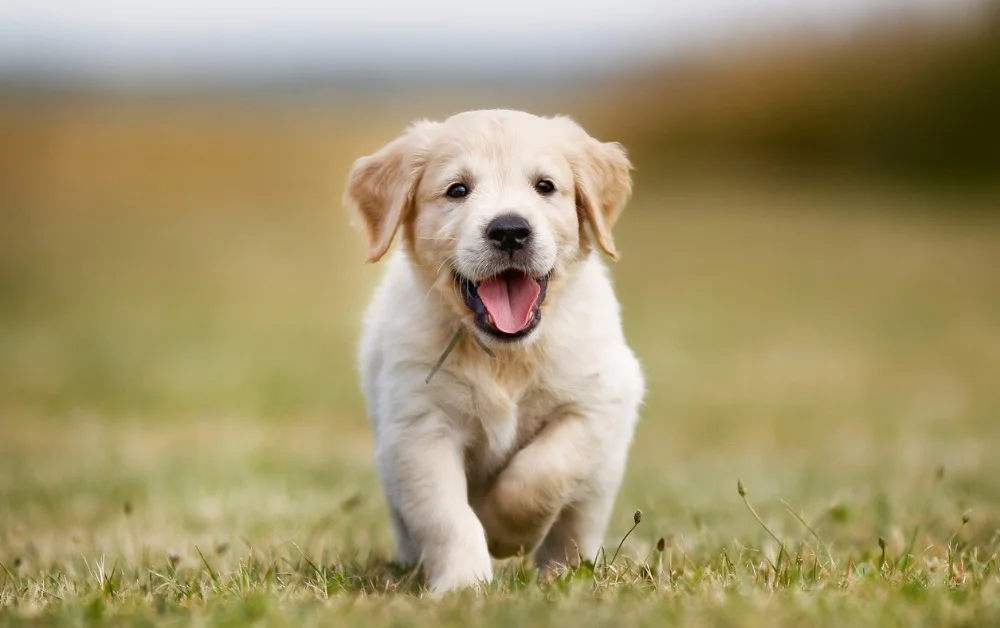 happy-golden-retriever-puppy-picture-id521697453.jpg