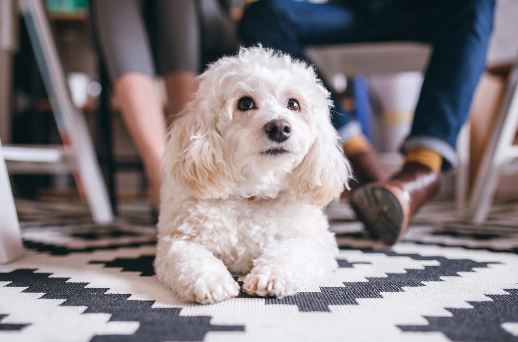 Small+Poodle+Mix.jpg