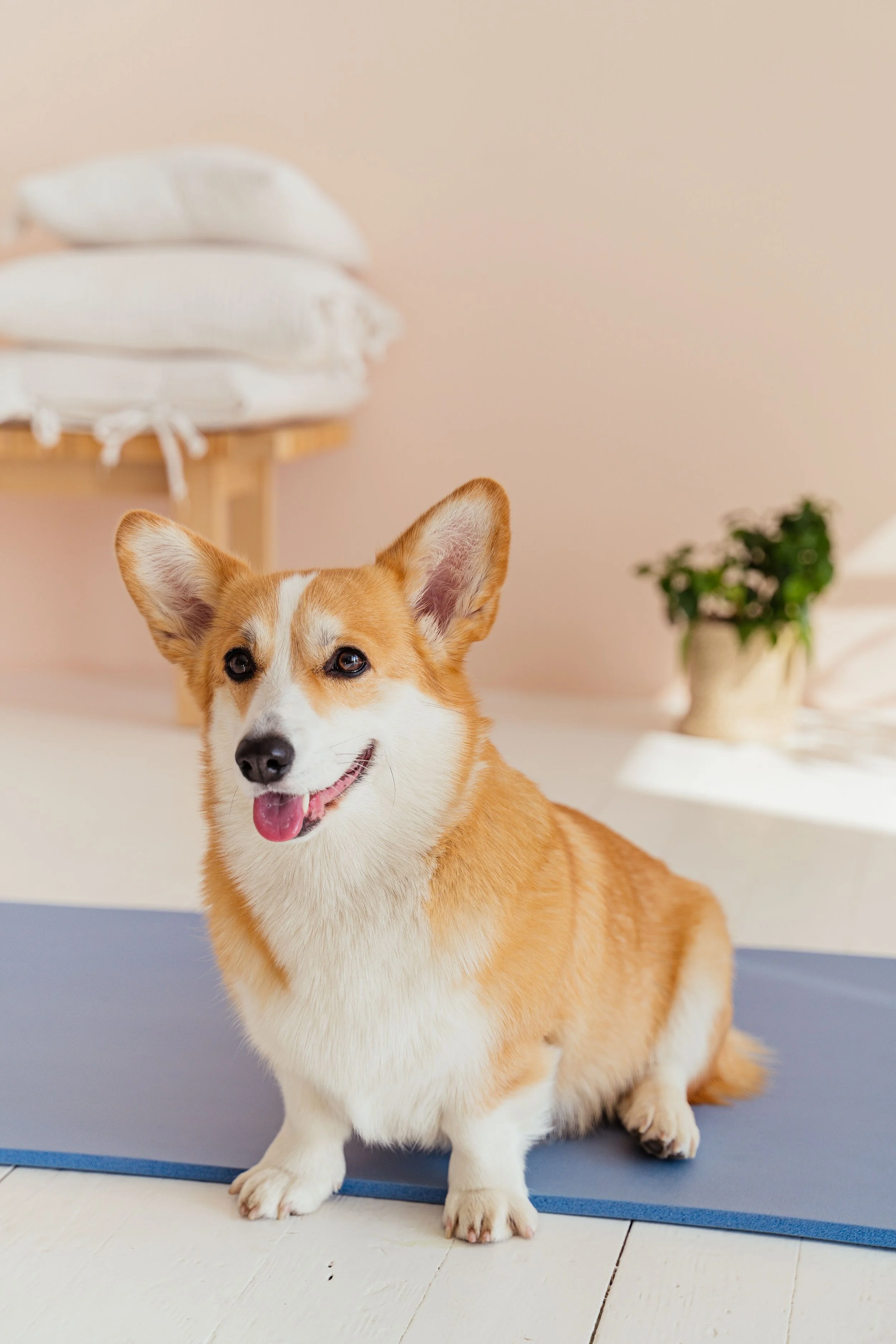 Teaching Our Dogs to Switch Off: Why Relaxation Is a Skill