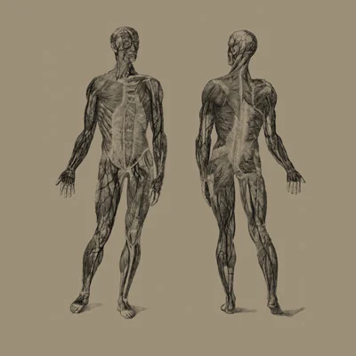 Muscular_System_1.jpg