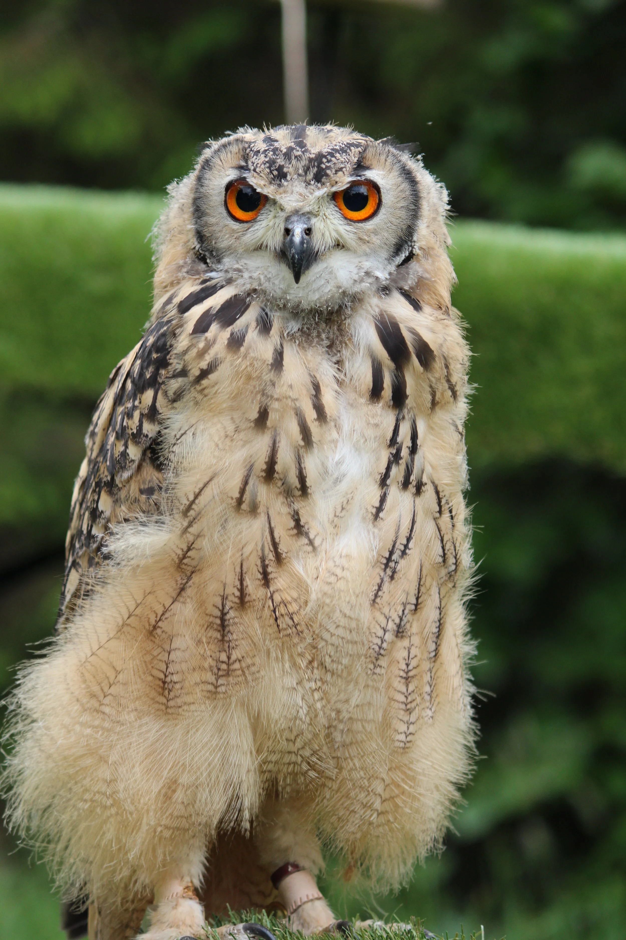 raven haven  girls 099.JPG