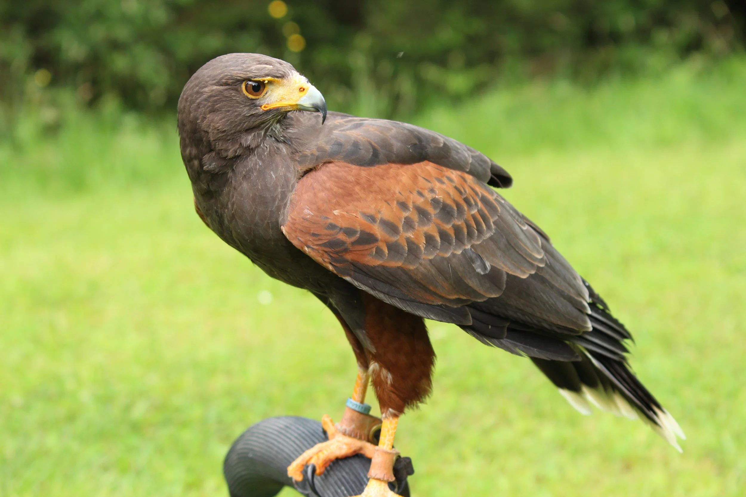 raven haven  girls 117.JPG