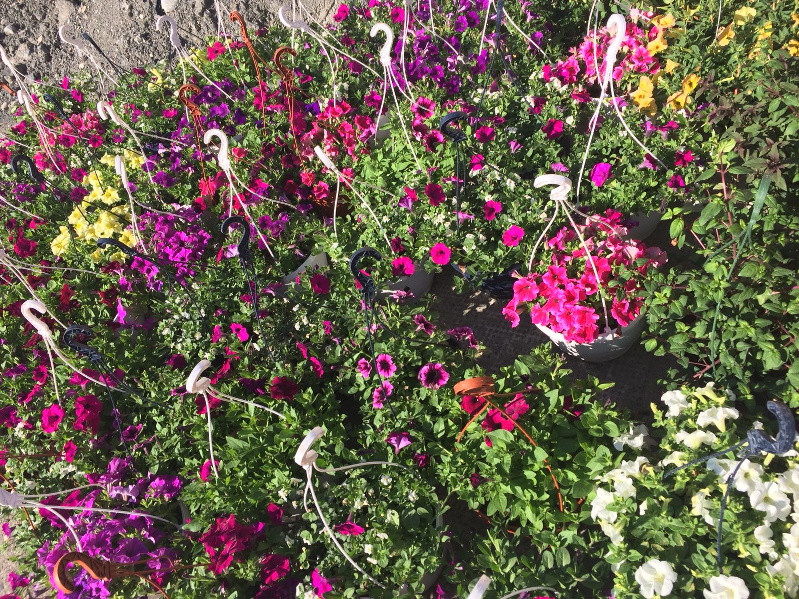IMG-20180608-WA0006.jpg