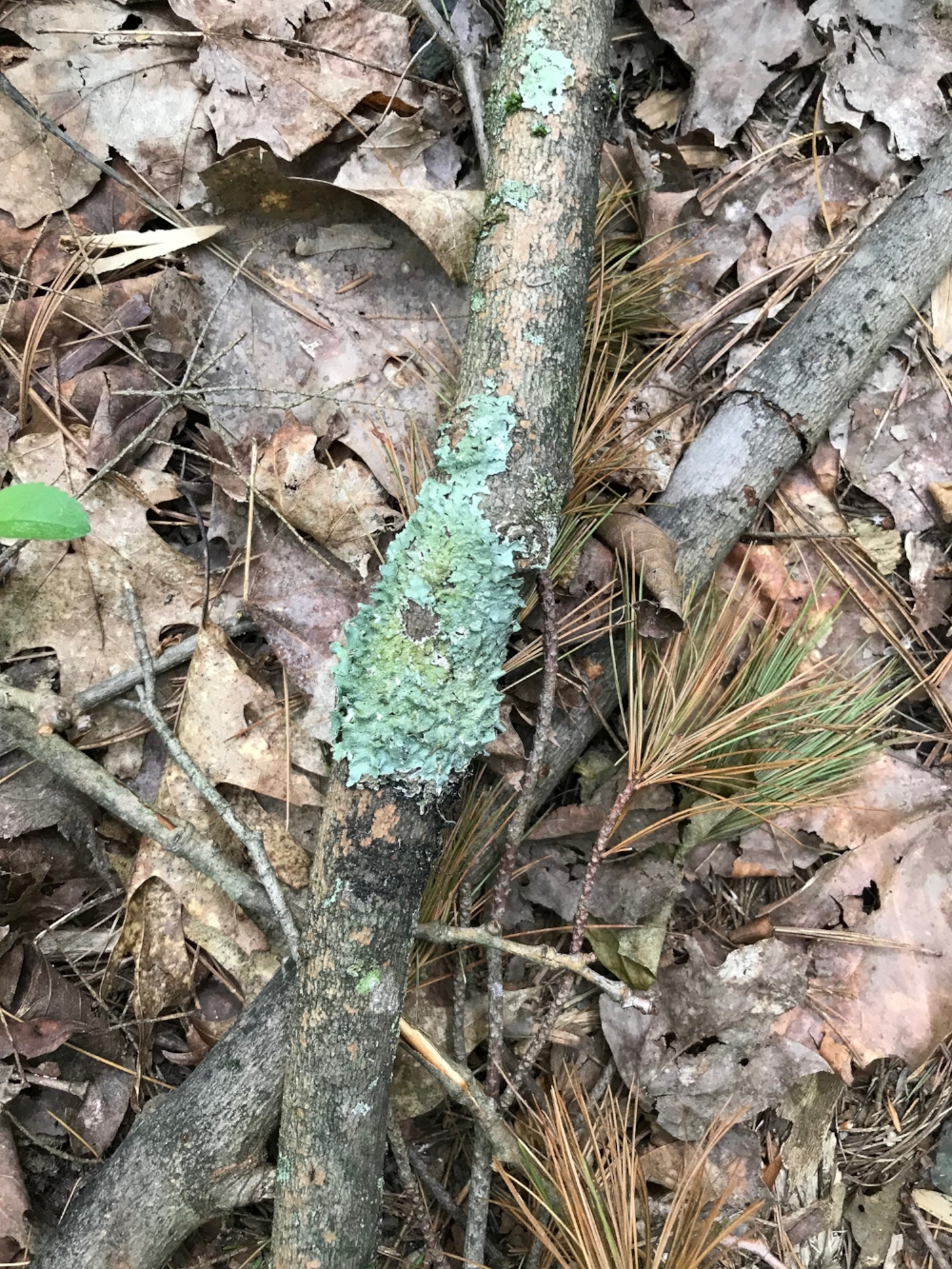 Colors like the lichen on this branch really demand your attention when you're on psilocybin.