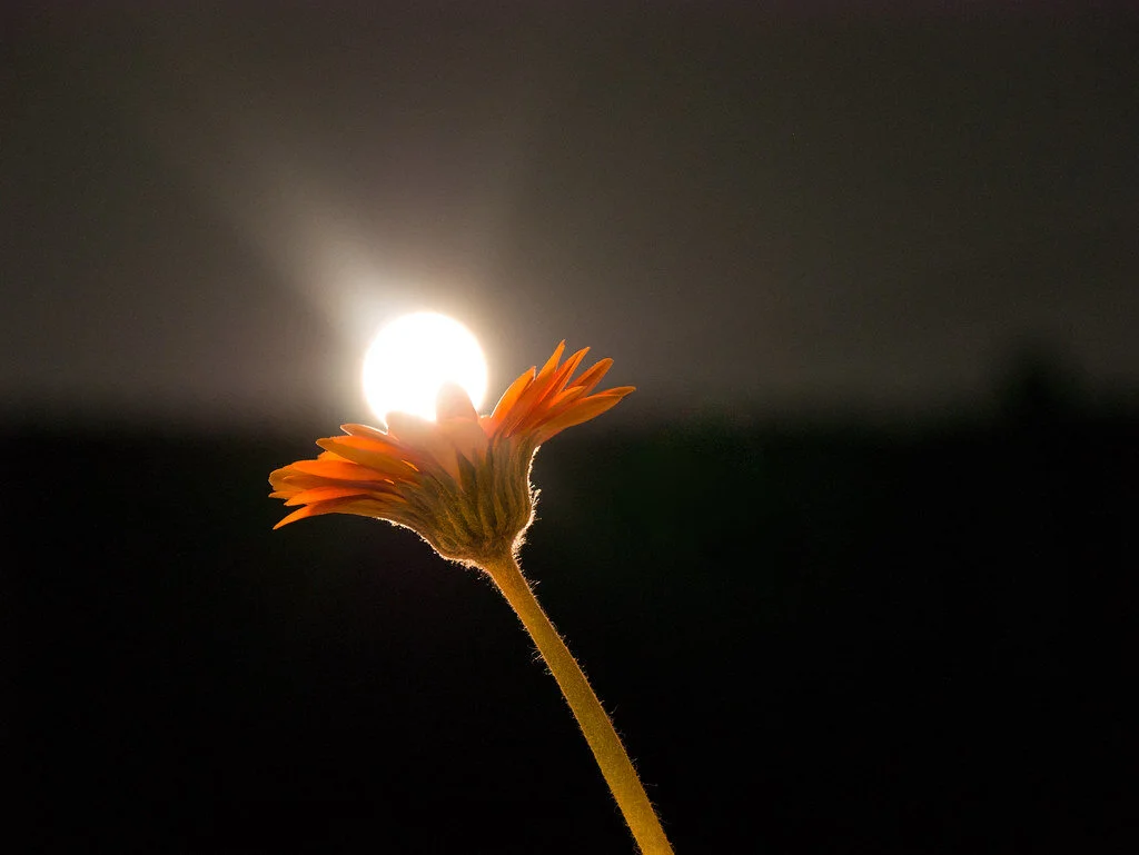Flower Moon Gathering