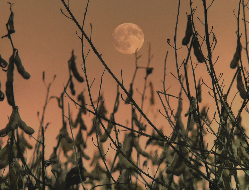 Harvest Moon Gathering