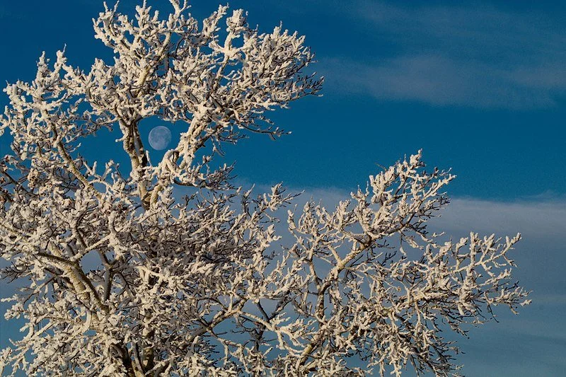 Frost Moon Gathering