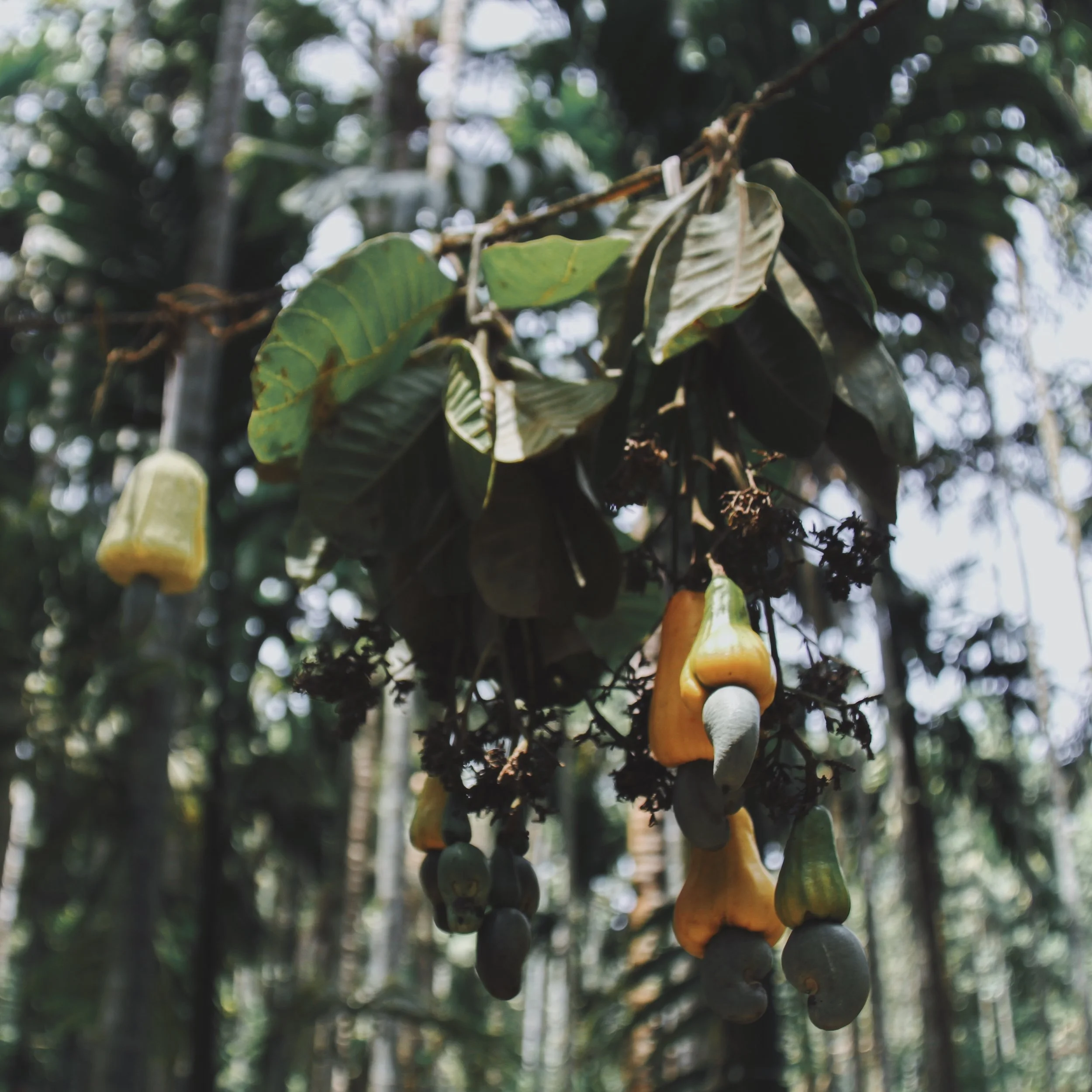 Cashew nuts drying in the Goan sun destined to be turned into Feni later on.