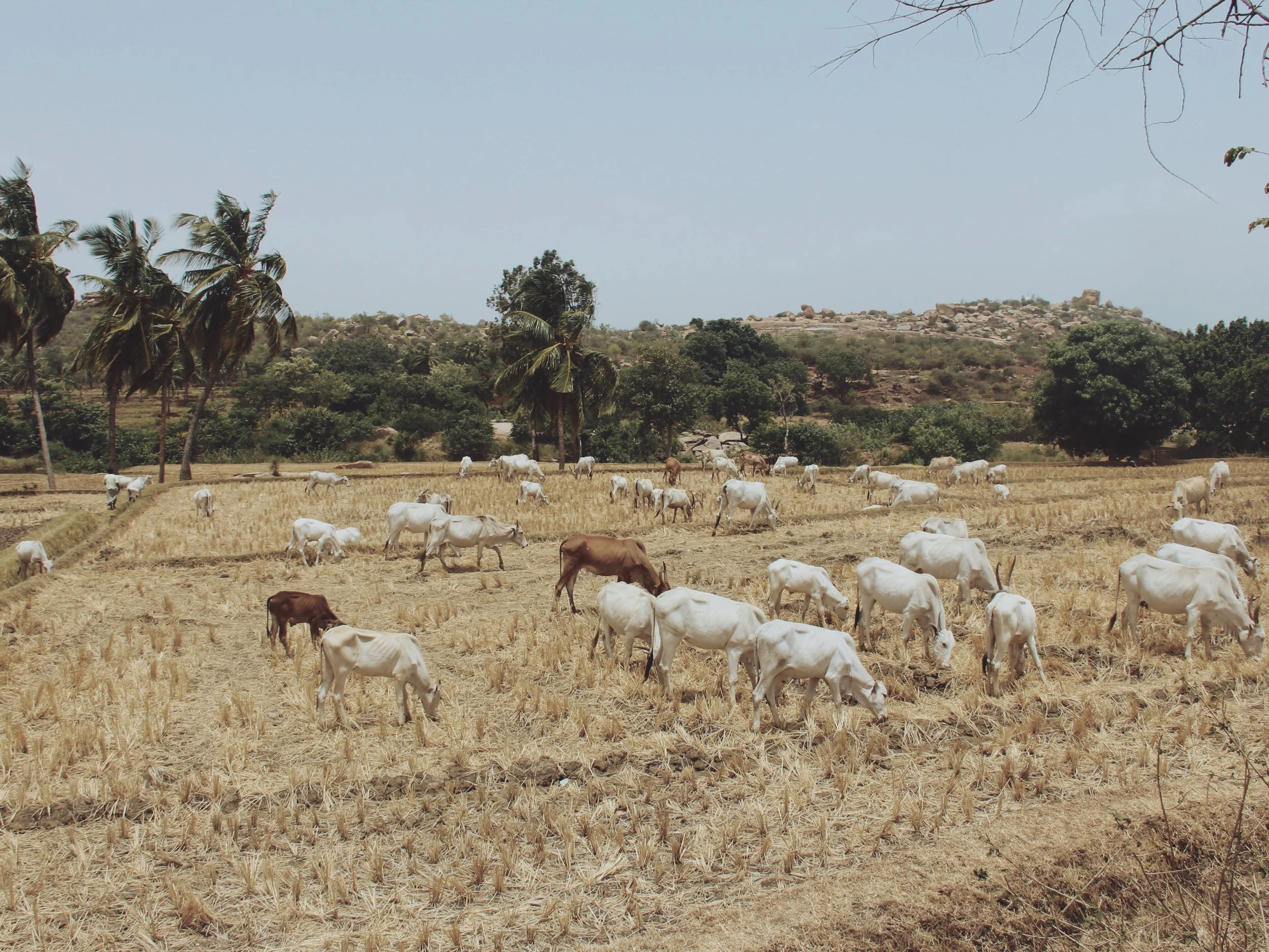 Cows grazing in a field in Hampi.