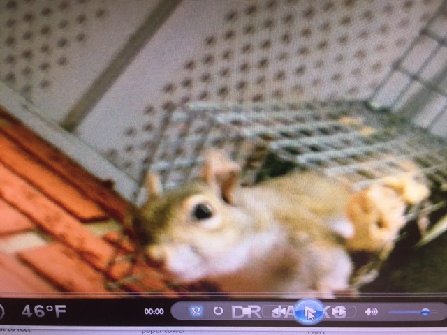 Squirrel leaving attic through one-way door