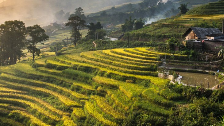 rice field.jpg