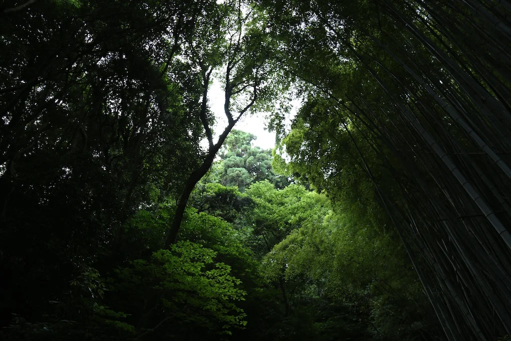 Satoyama.jpg