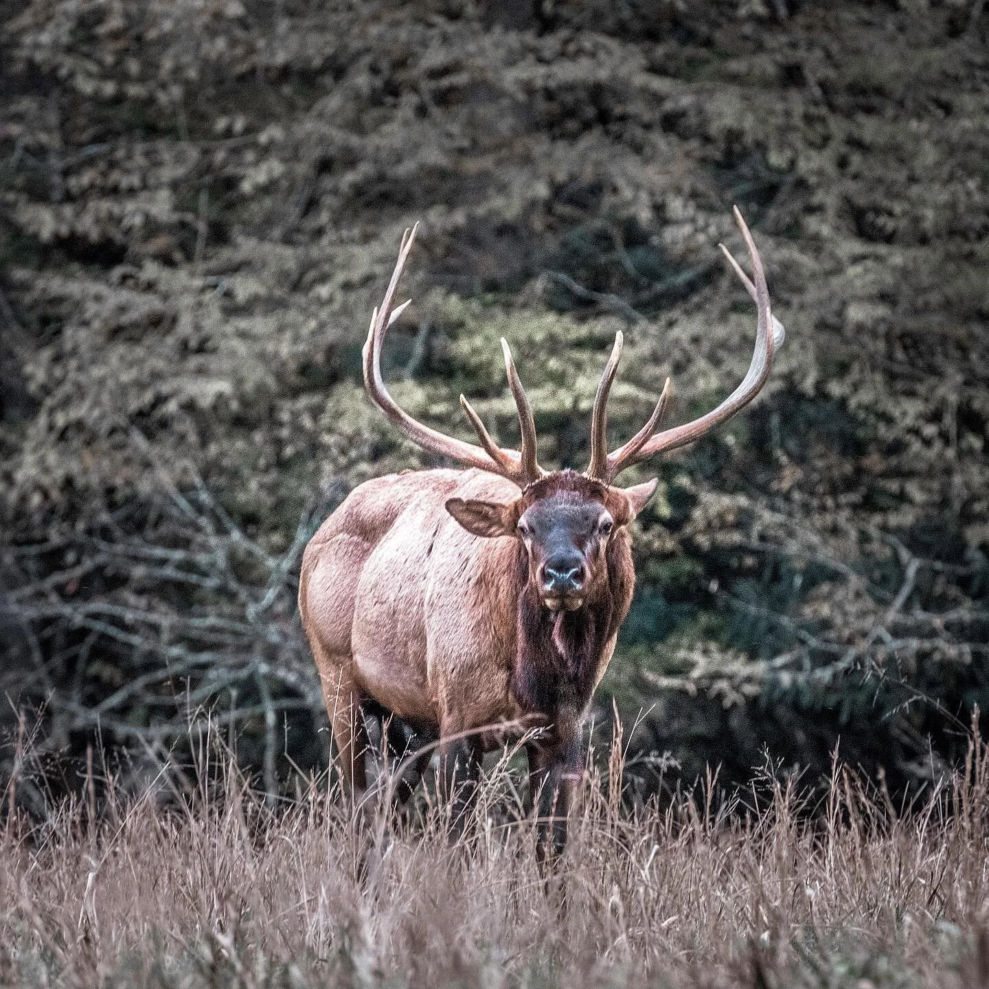 The Great Smokey Mountains have it all! Caught this guy tending his cows last year in Cataloochee!