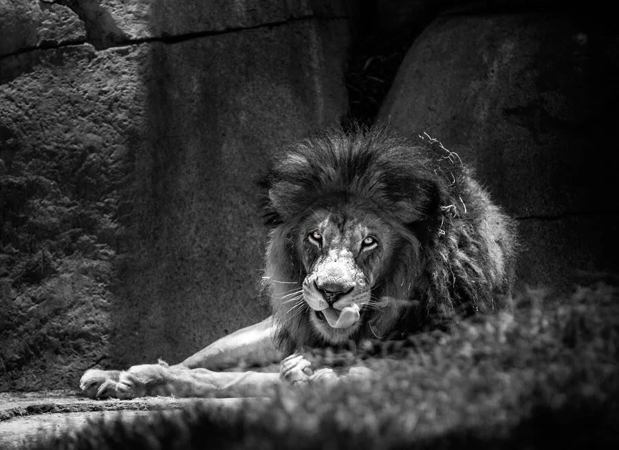 SWIPE &lt;&lt; Couple of my favorite wildlife shots I took last June. I decided to make them B&amp;W to make editing a bit easier. Let me know what ya think...
.
.
#lions #tigers #bears #wildlifephotography #wildlife @sandiegozoo #zoo #blackandwhite 
