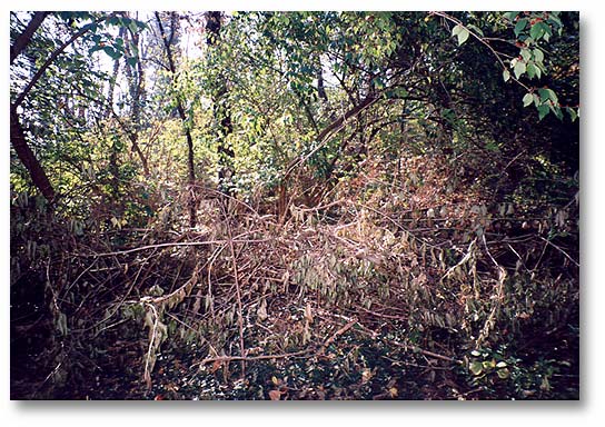   “The Woods”, an impenetrable wilderness wasteland with dangers such as dead and falling trees Misused as a dumping ground prior to cleaning and clearing in 1994.  