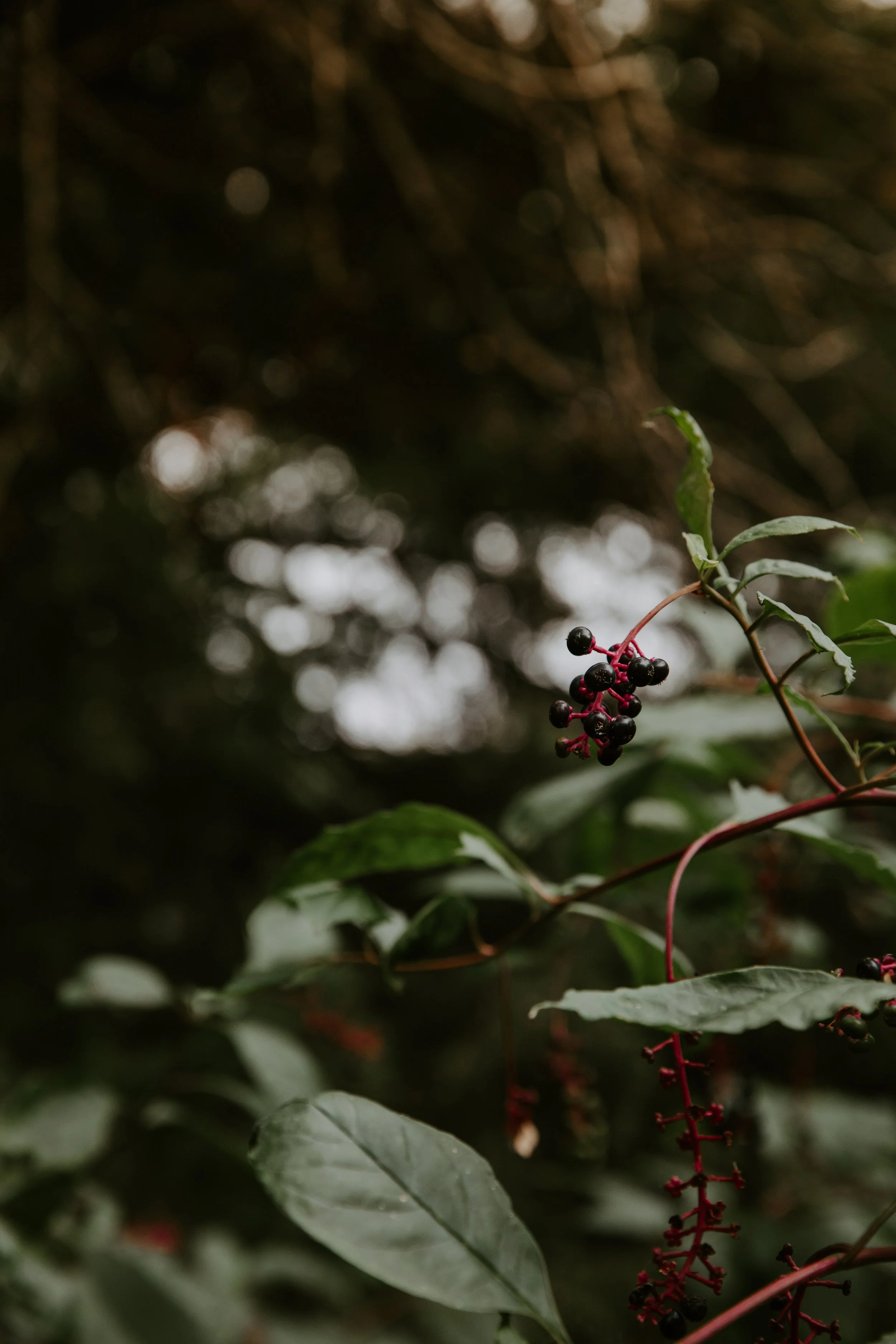 GREENERY.The.Stillhouse-3.jpg