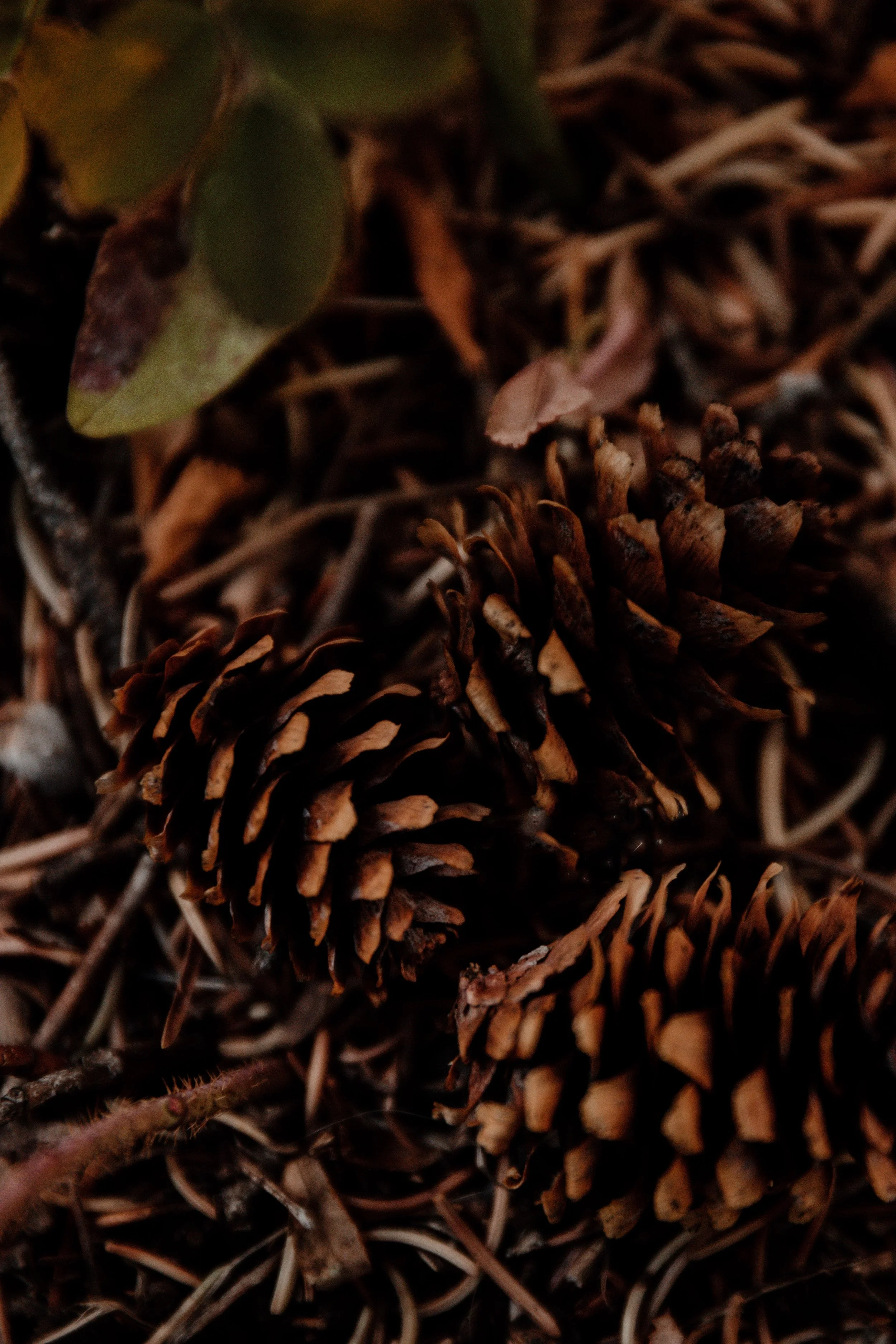FALL.The.Stillhouse-13.jpg