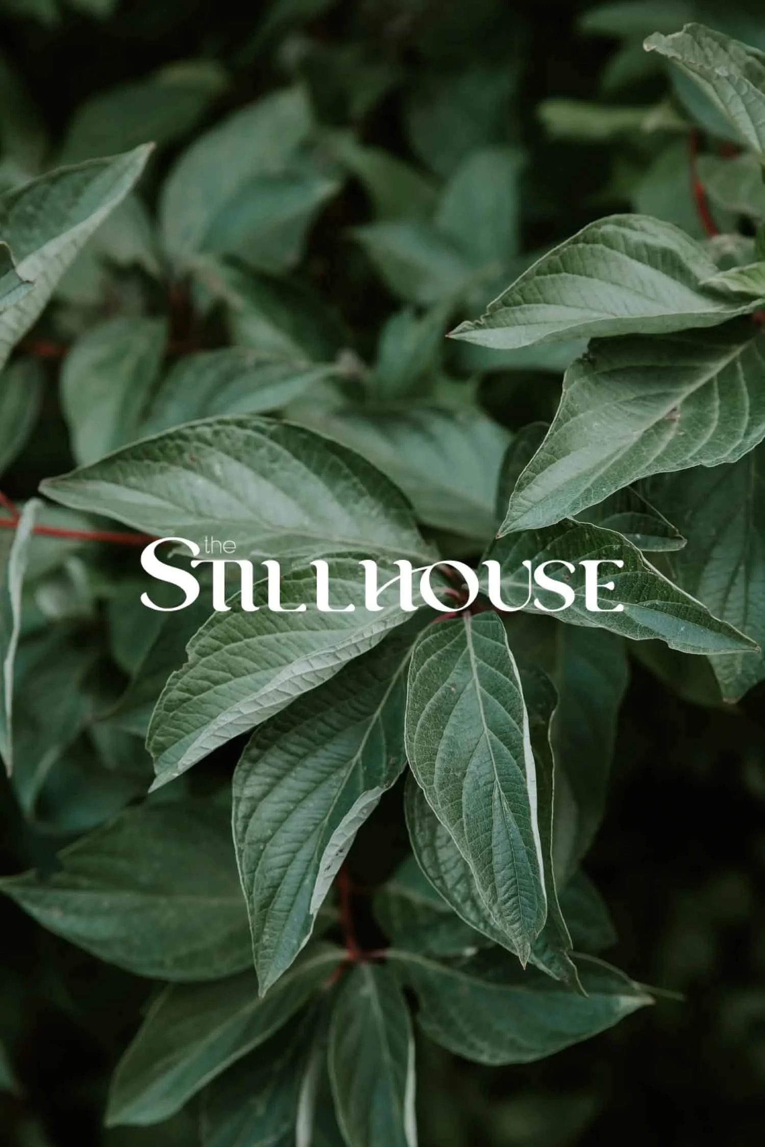 TheStillhouse-64.jpg
