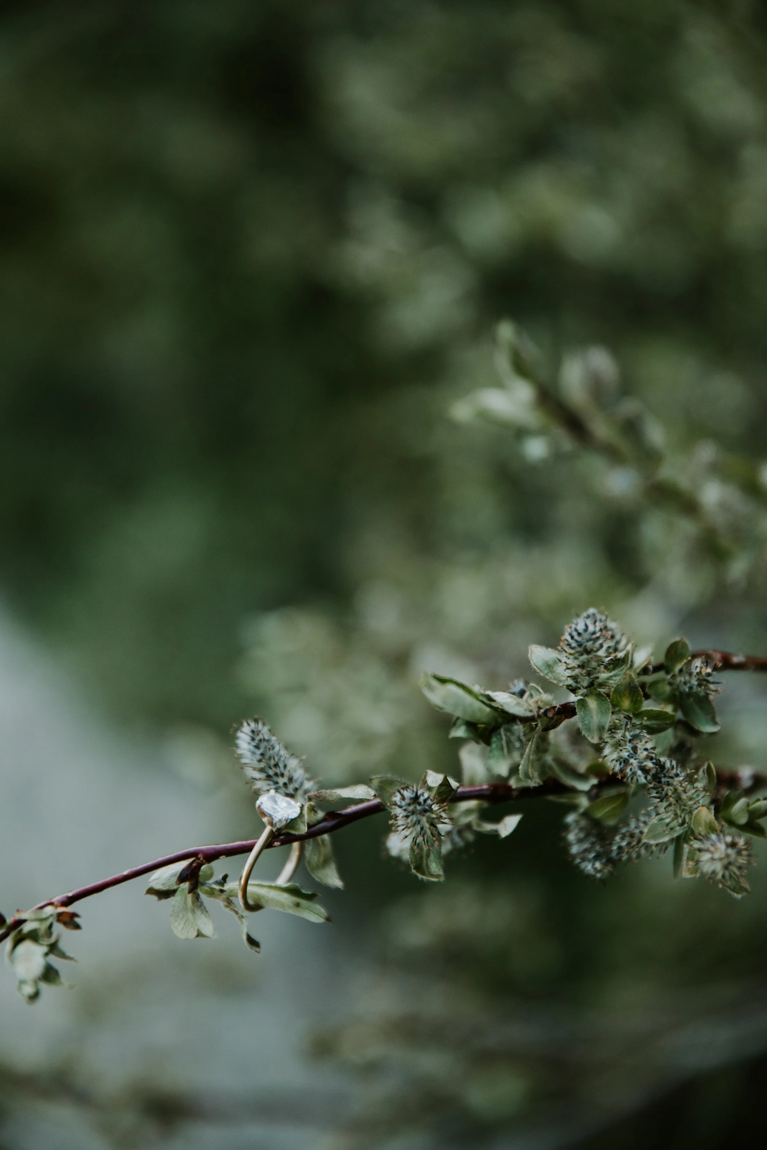GREENERY.The.Stillhouse-10.jpg