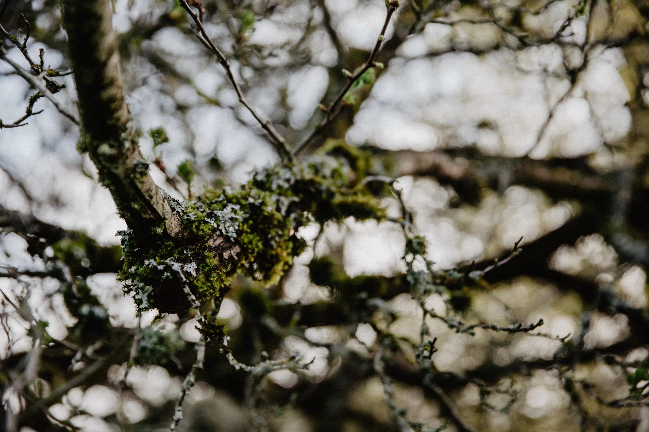 OREGON2018.AshleyTiedgenPhotography-231.jpg