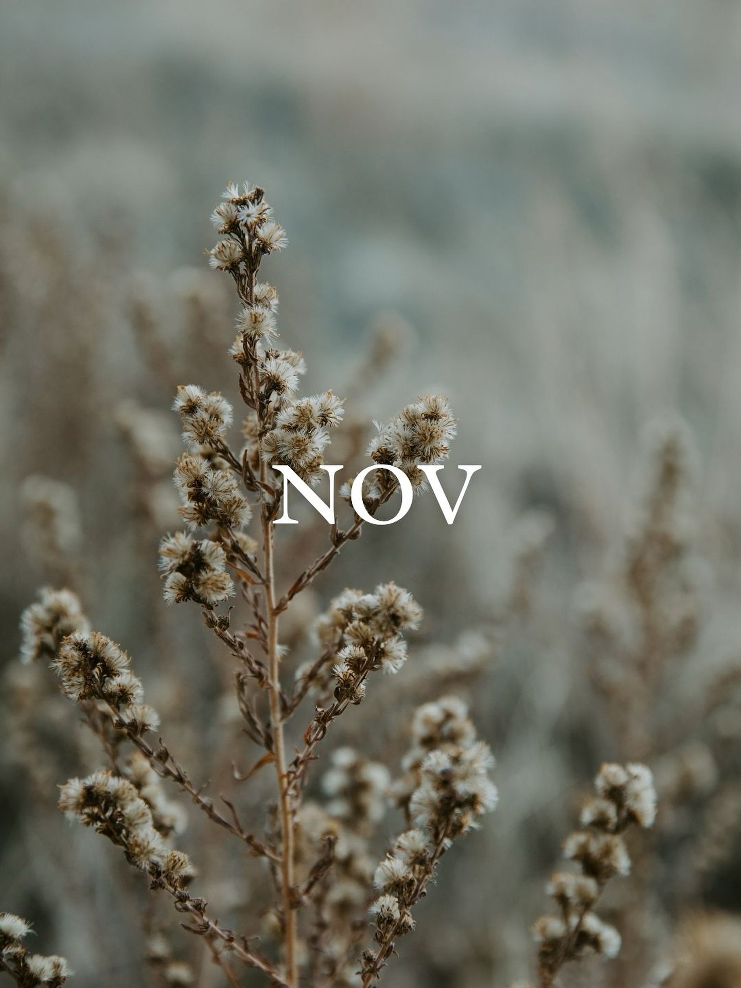 Hello November. 🤎 the month for cozy sessions and golden light&hellip;. At 4pm. 😂