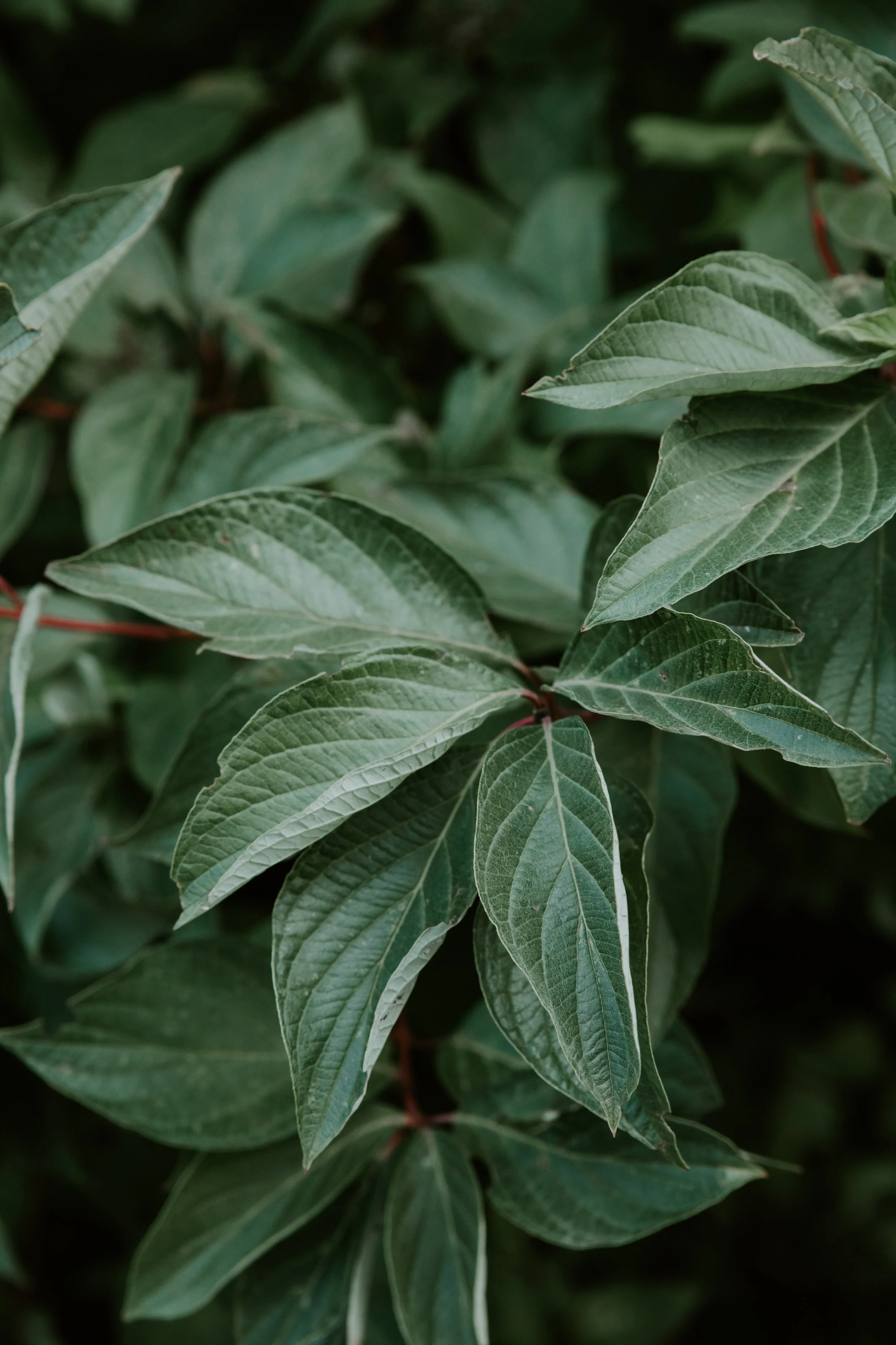GREENERY.The.Stillhouse-6.jpg