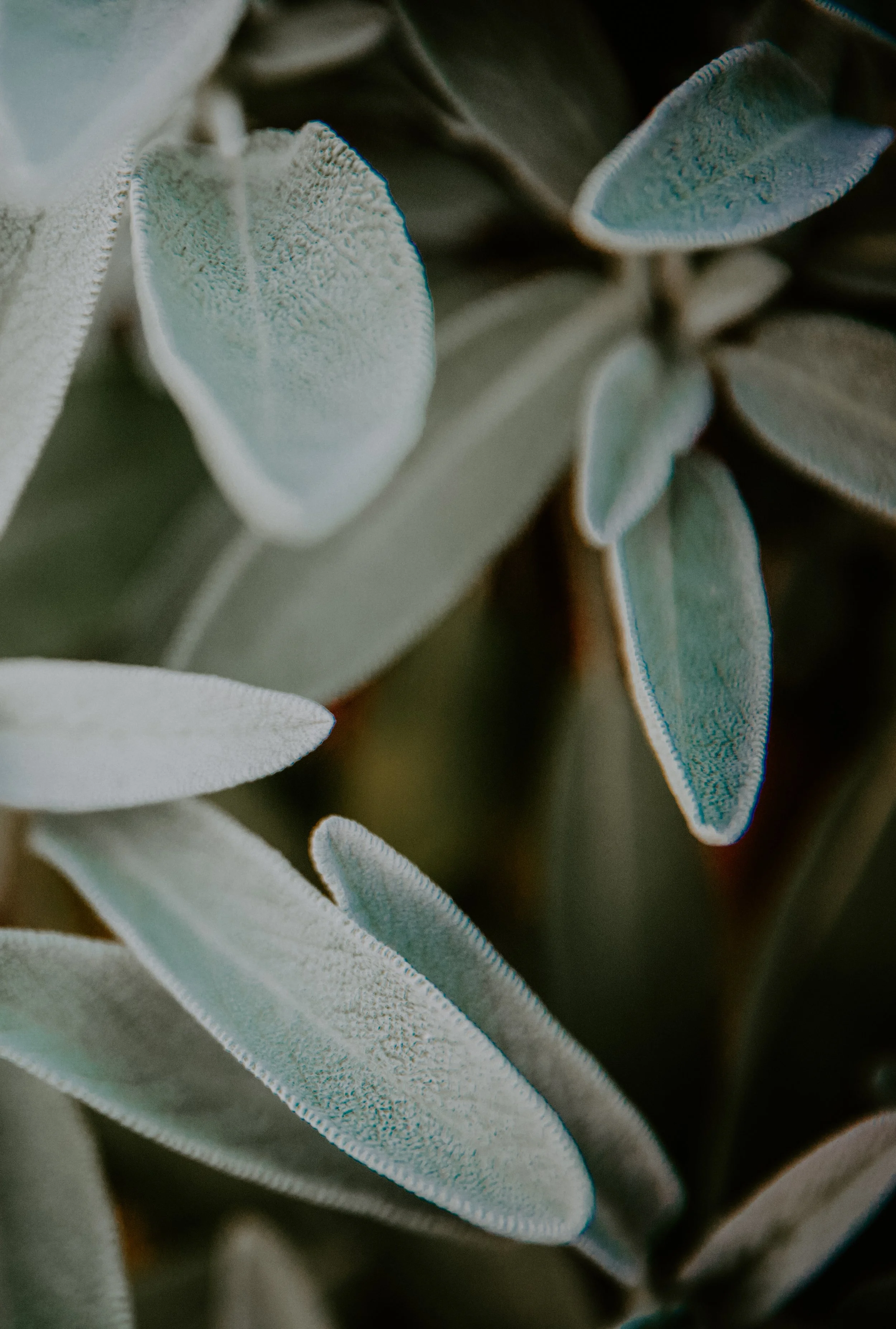 GREENERY.The.Stillhouse-1.jpg