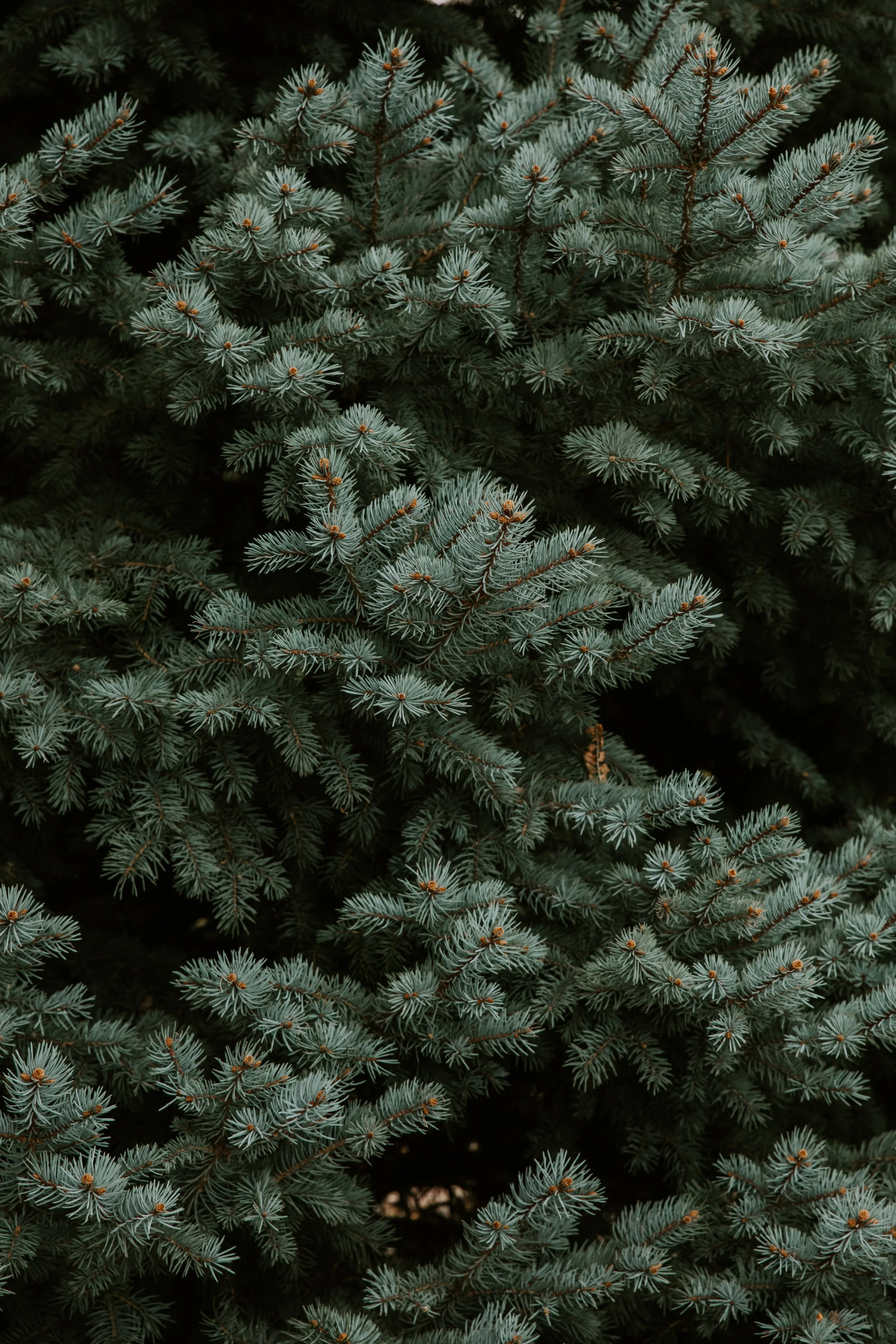 GREENERY.The.Stillhouse-5.jpg