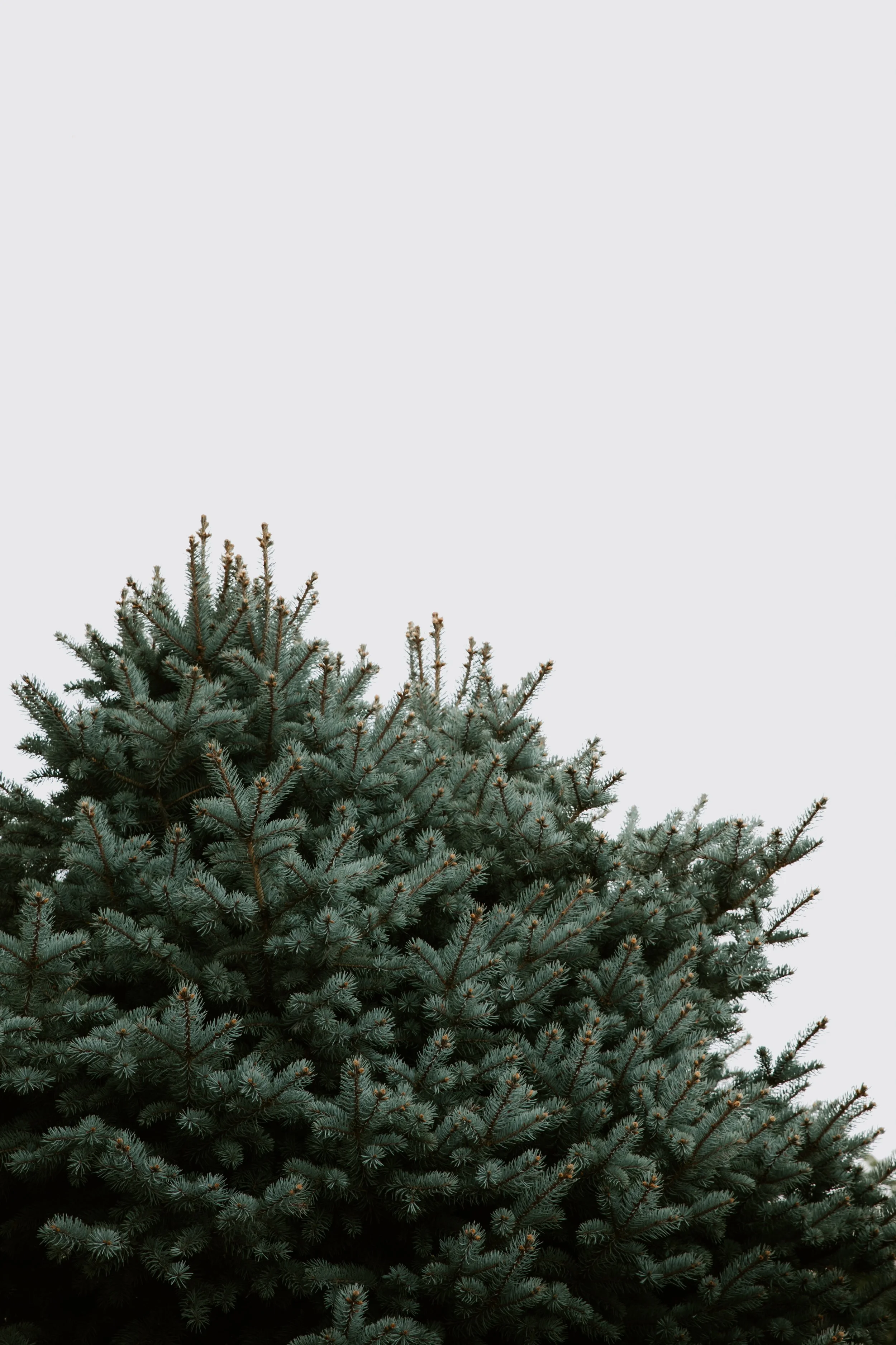 GREENERY.The.Stillhouse-7.jpg