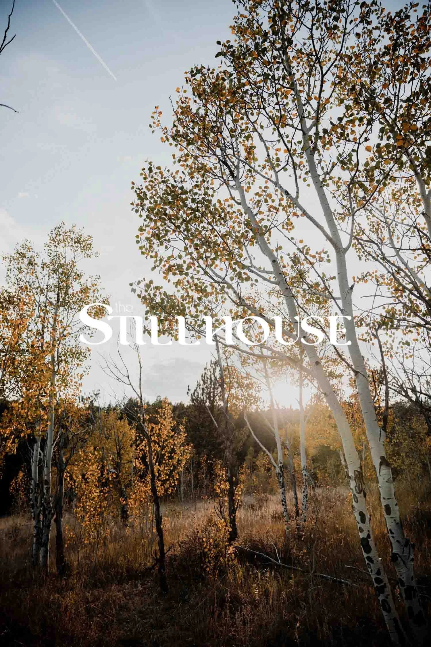 TheStillhouse-33.jpg