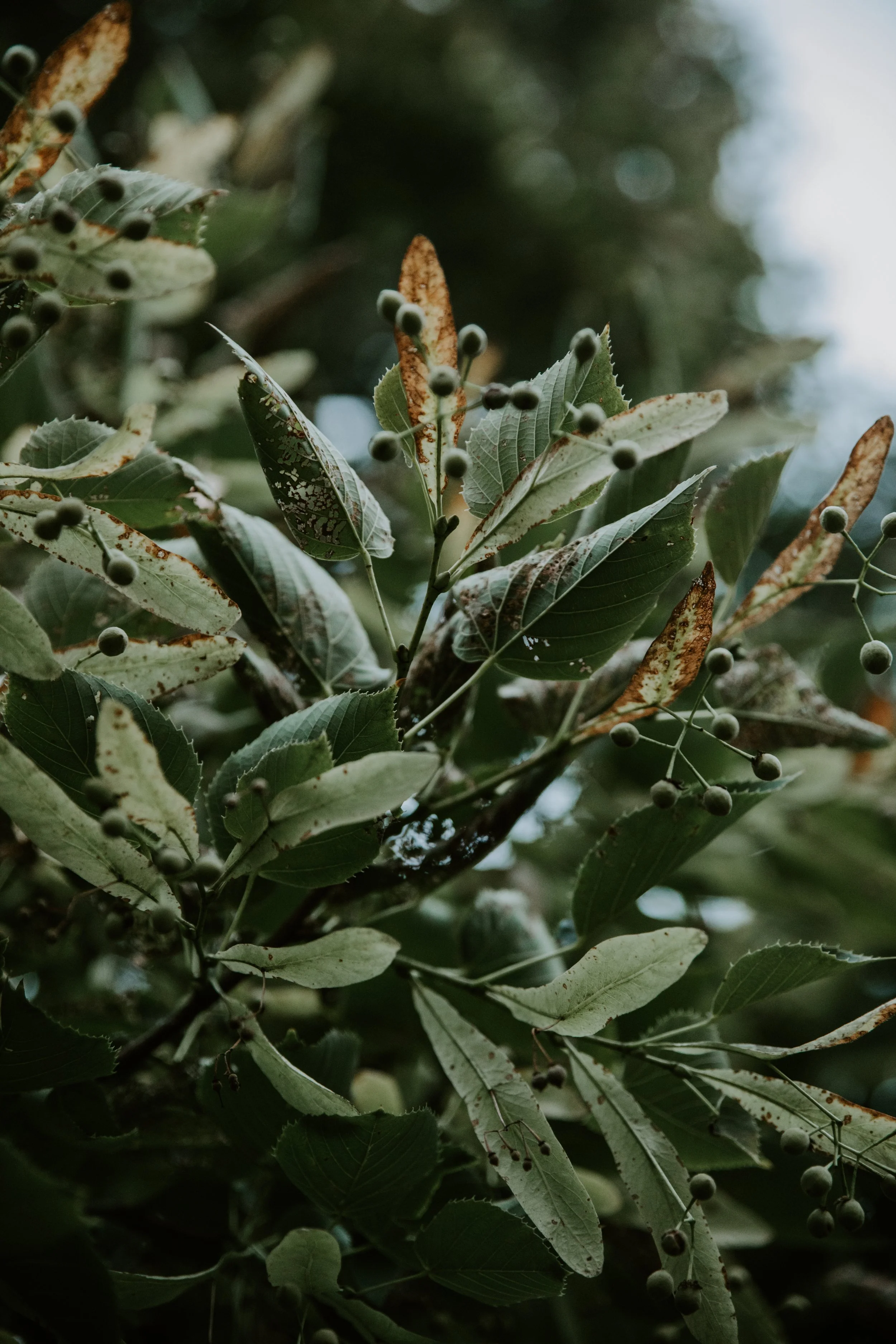 GREENERY.The.Stillhouse-9.jpg