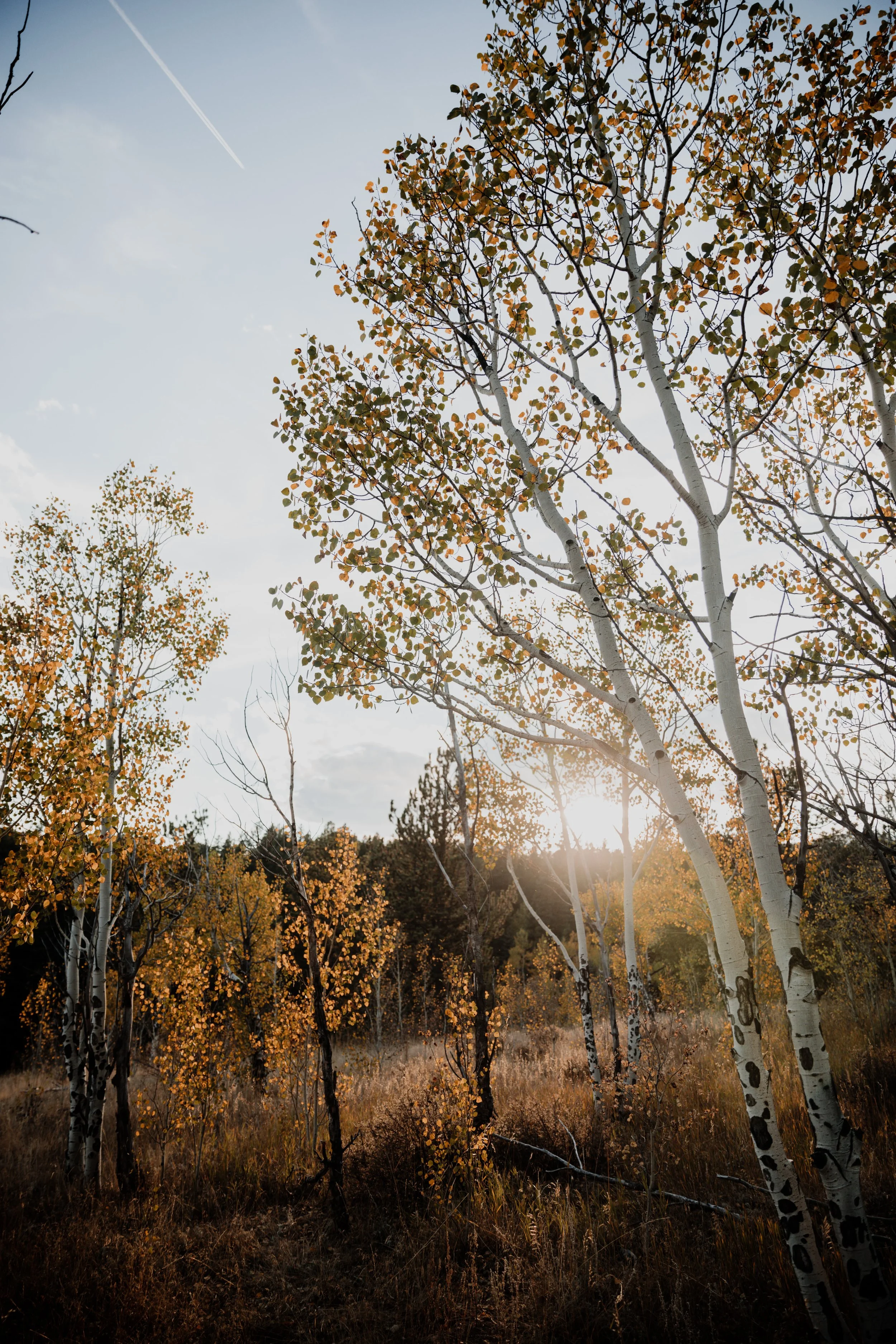 FALL.The.Stillhouse-2.jpg