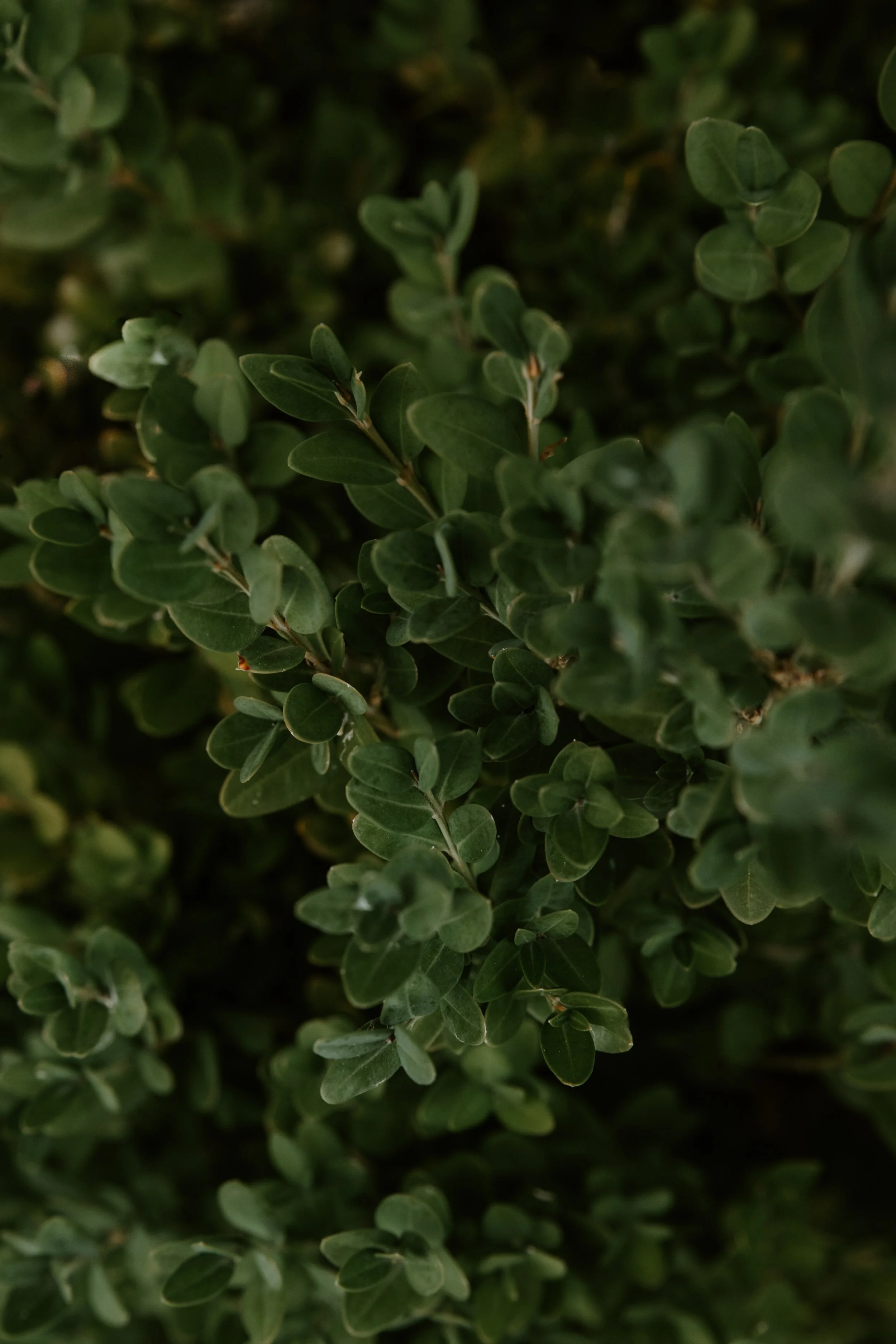 GREENERY.The.Stillhouse-8.jpg