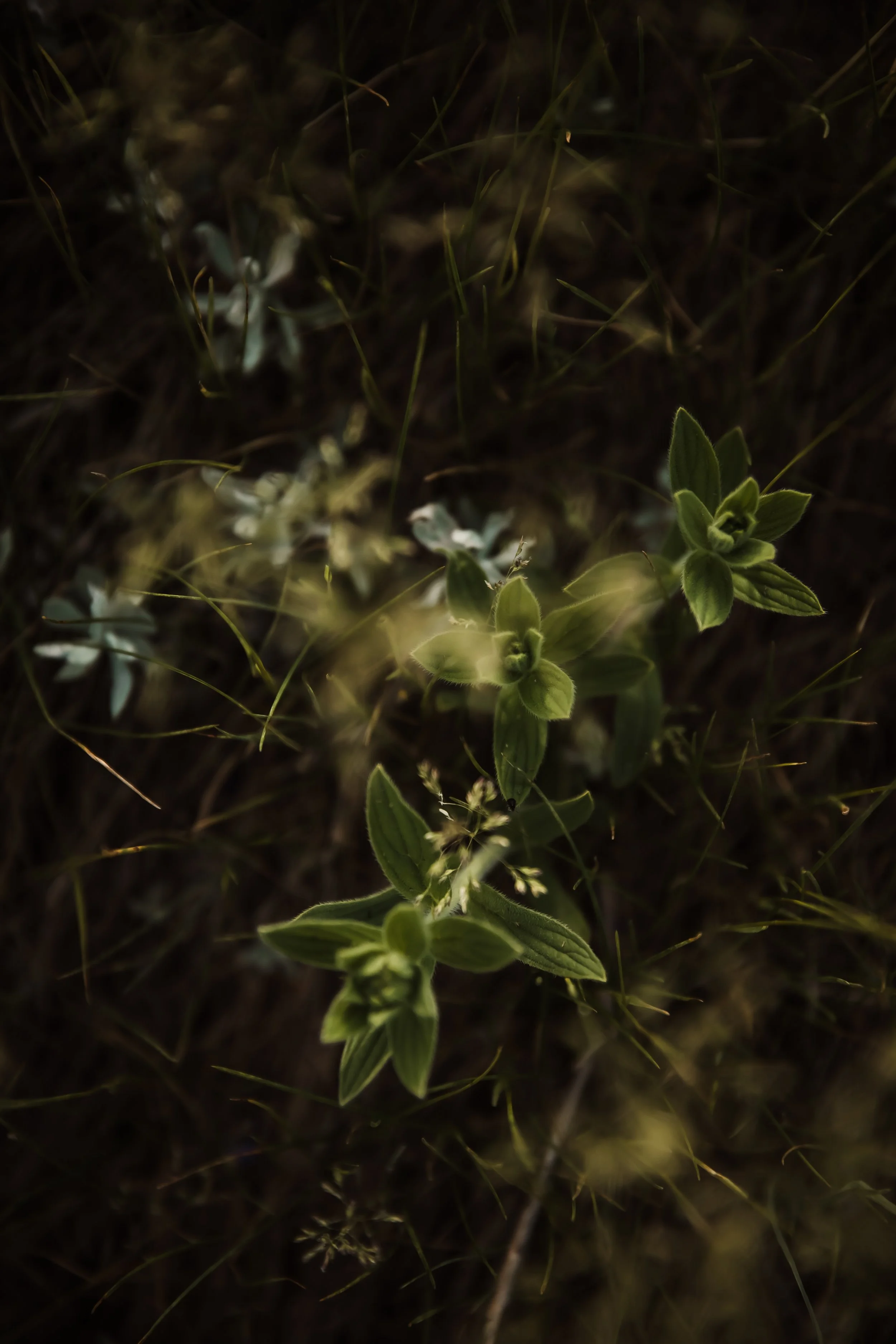 GREENERY.The.Stillhouse-4.jpg
