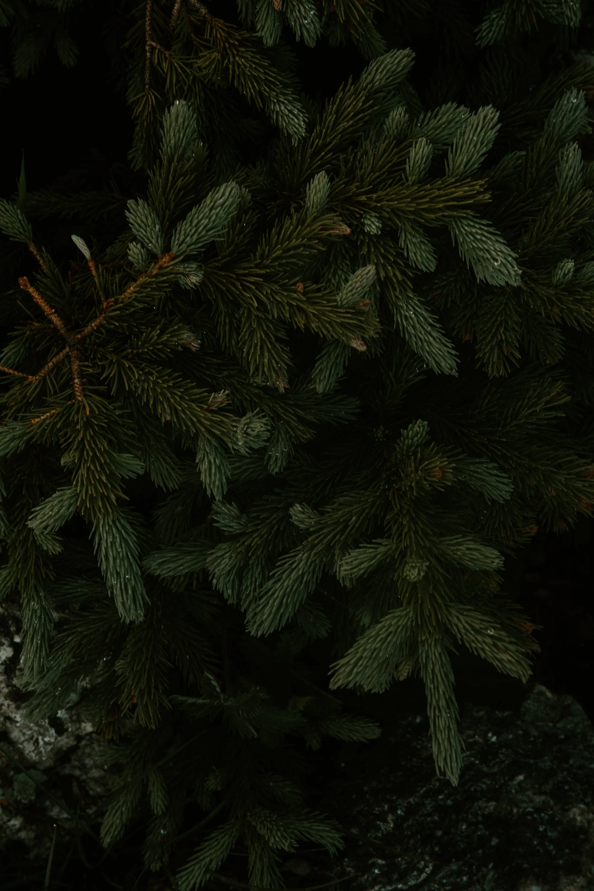GREENERY.The.Stillhouse-12.jpg