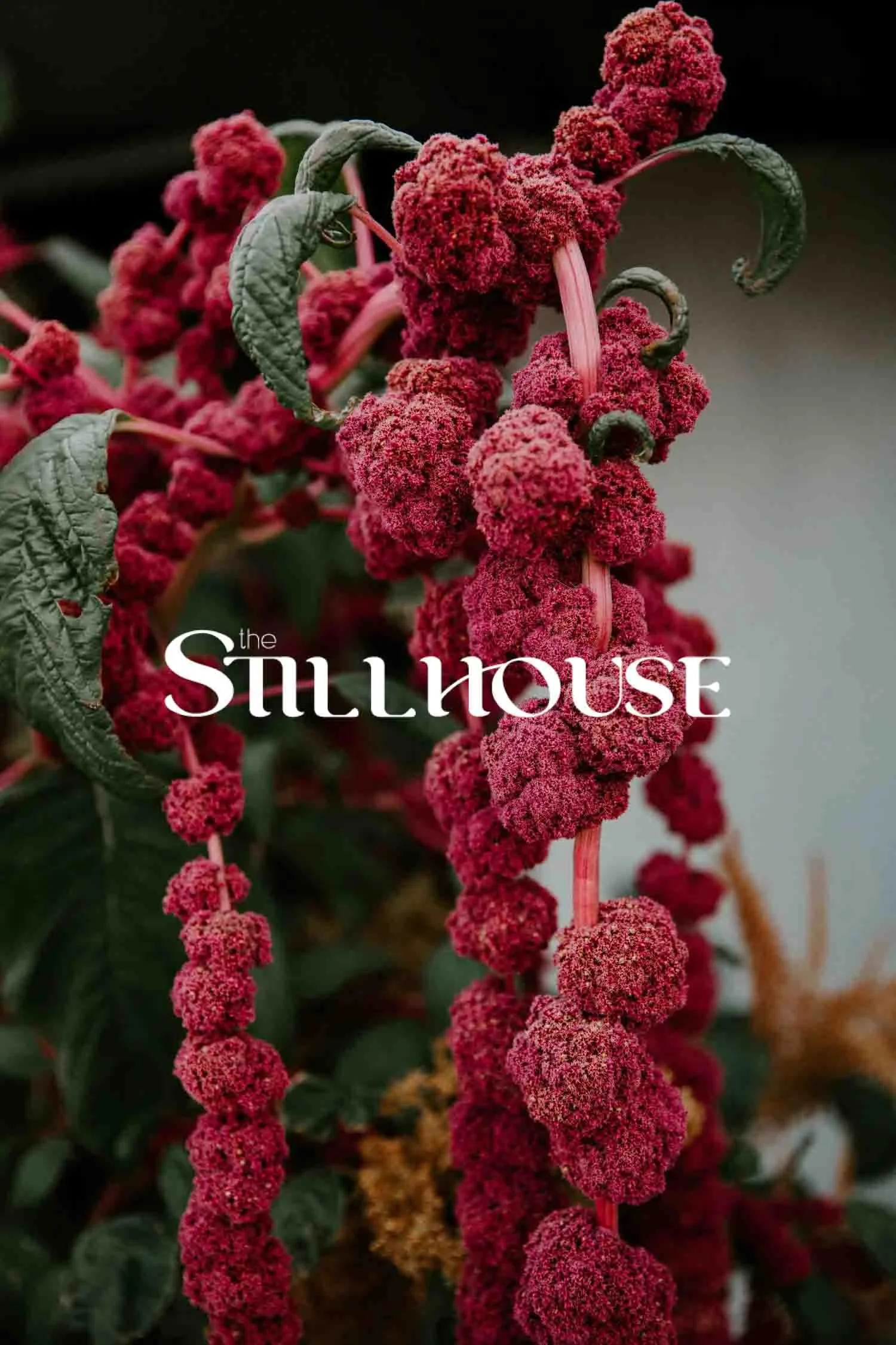 TheStillhouse-16.jpg
