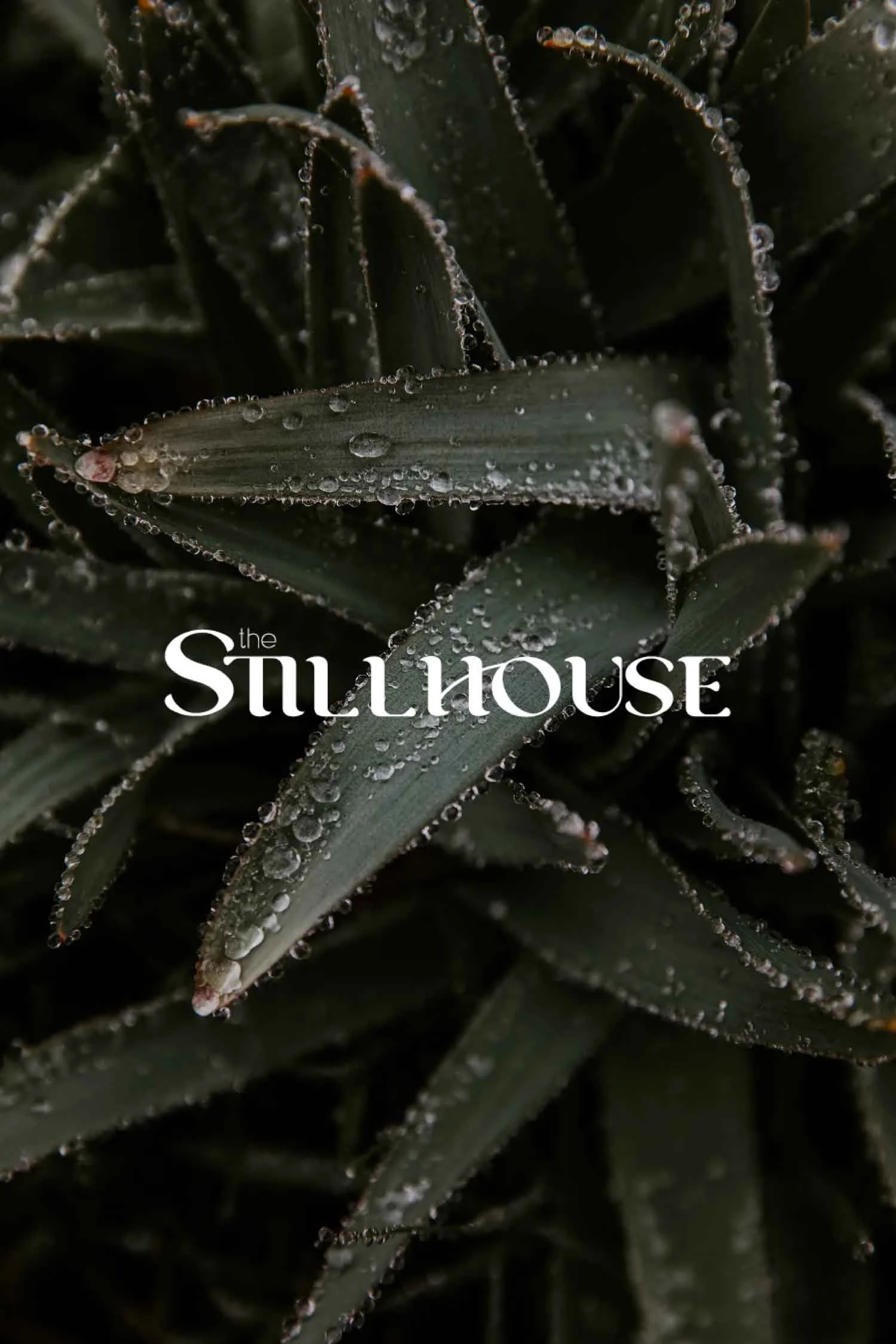 TheStillhouse-69.jpg