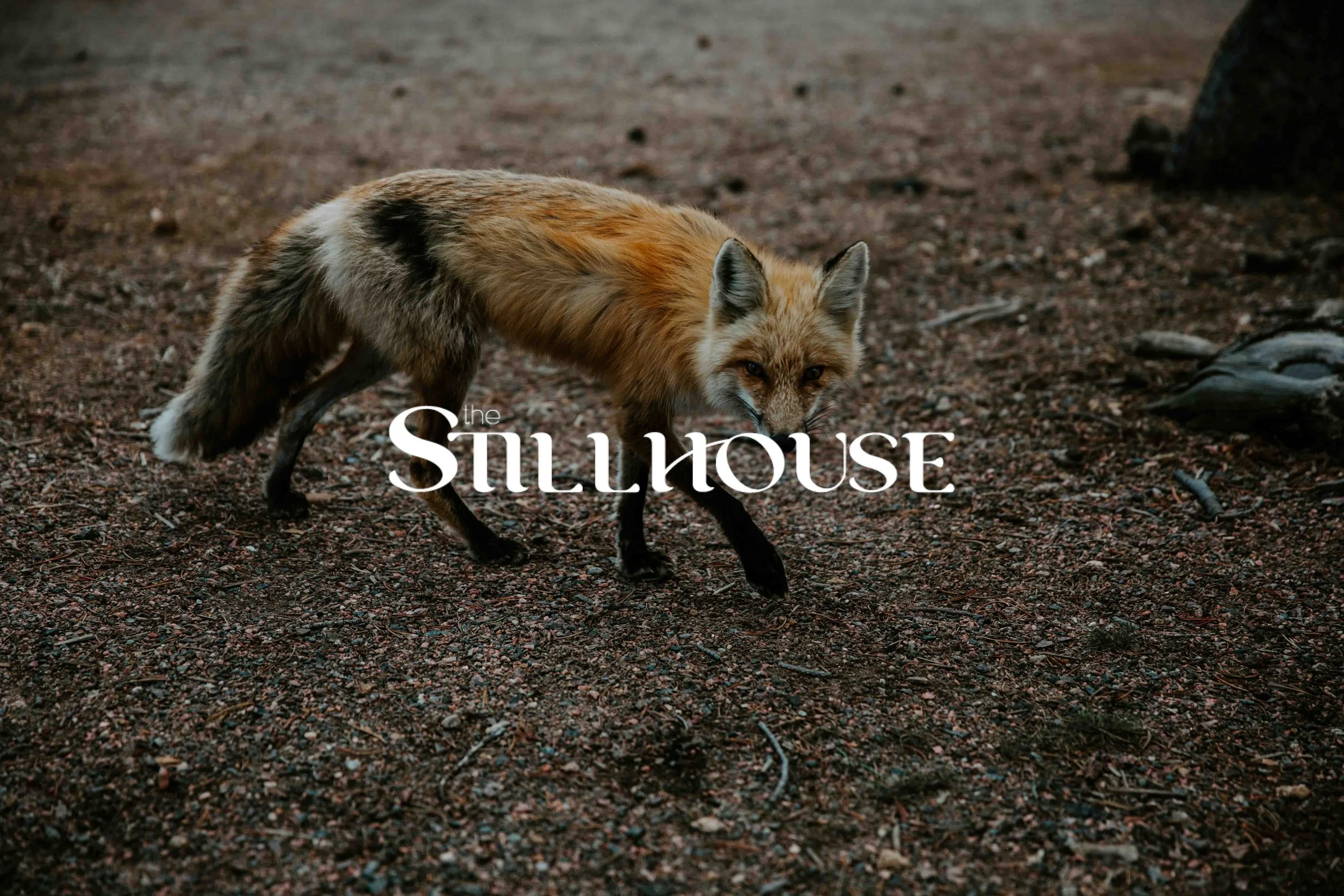 TheStillhouse-97.jpg