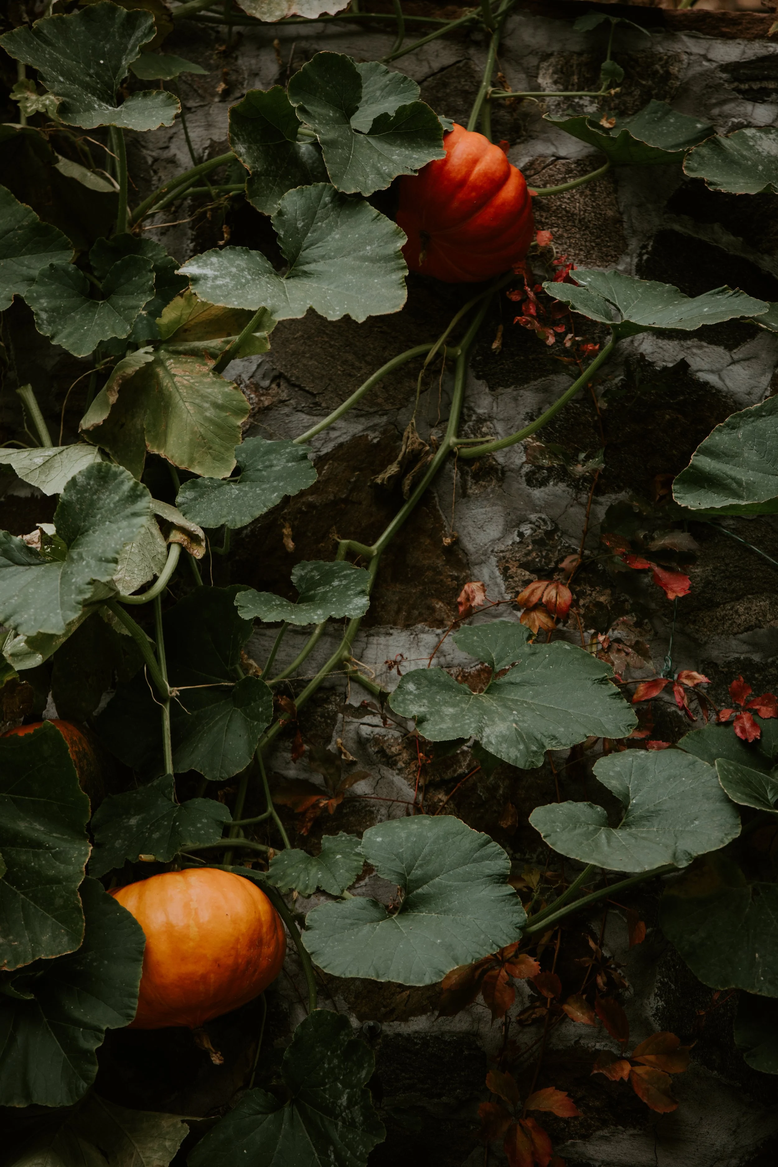 HALLOWEEN.The.Stillhouse-2.jpg