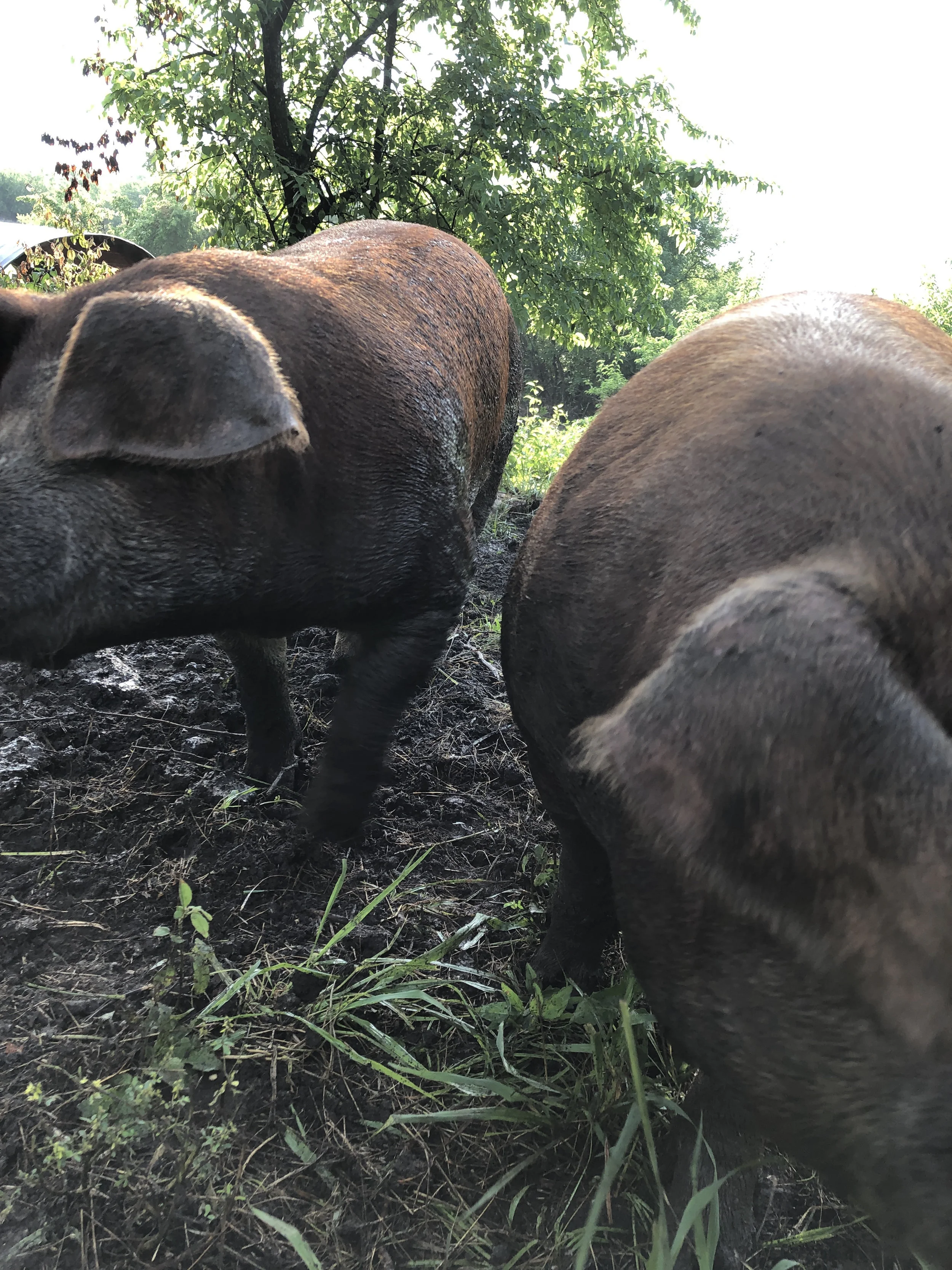 pigs.jpg