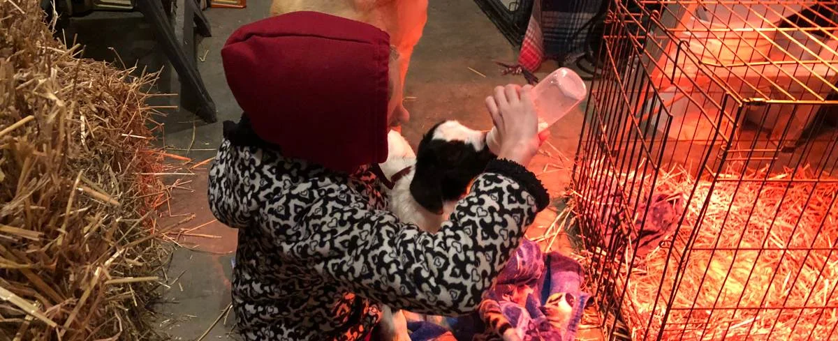 bottle_feeding_goat.jpg