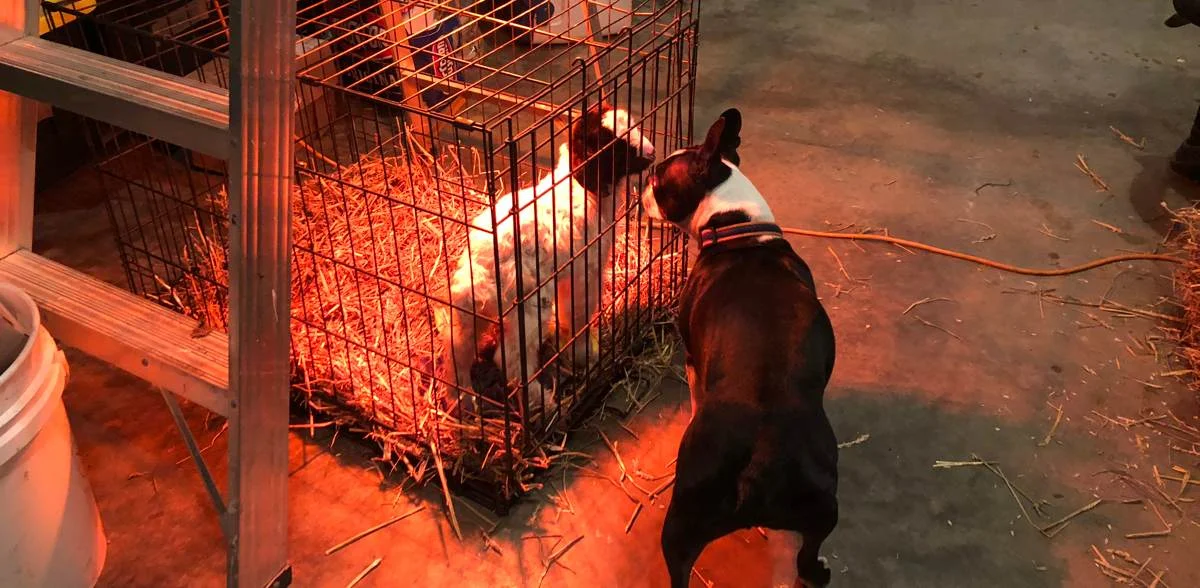 goat_companion.jpg