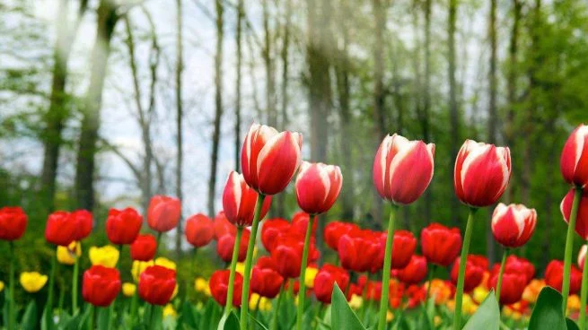 tulipanes-655x368.jpg