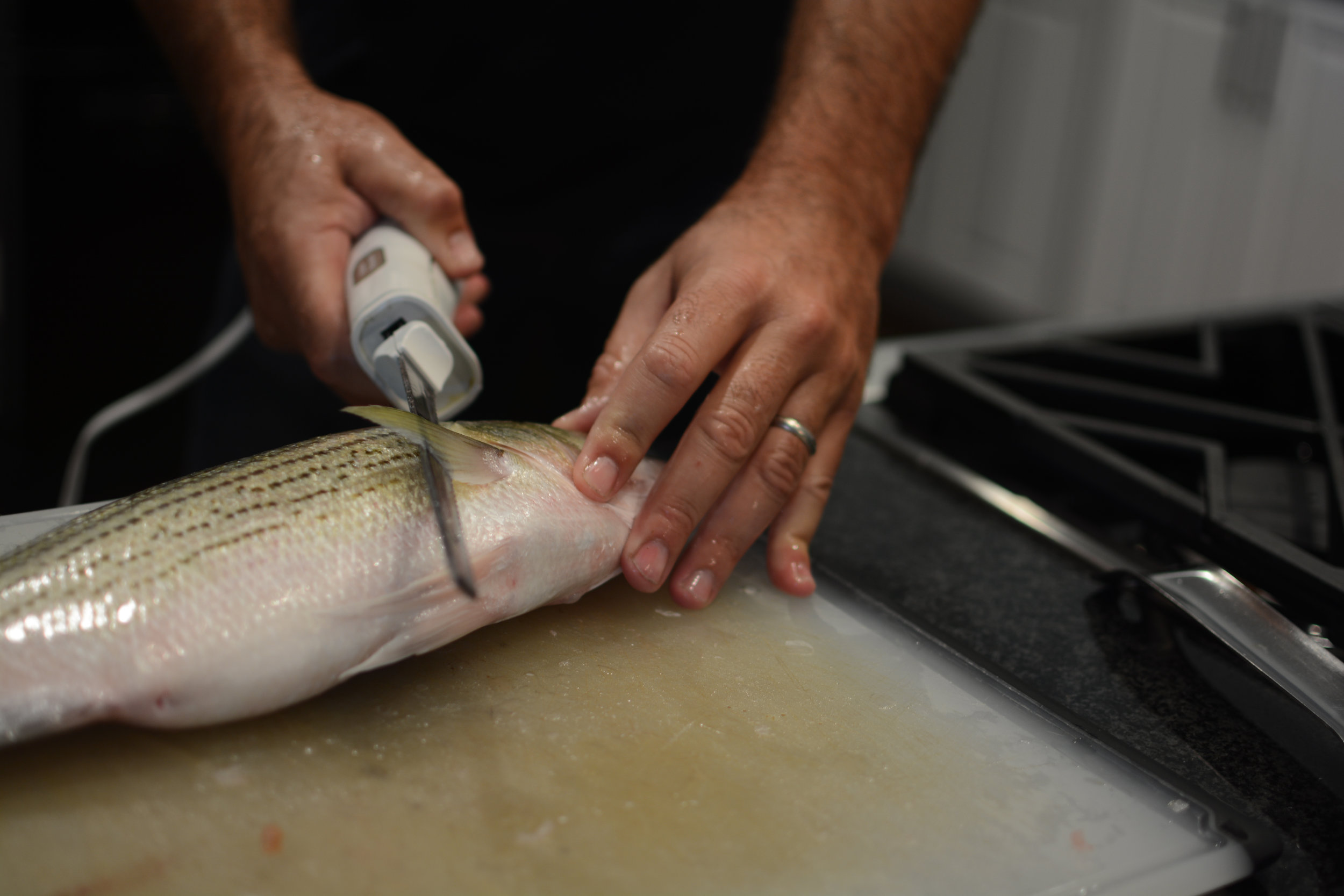 HOW TO FILLET A FISH WITH AN ELECTRIC KNIFE — SEAFOOD SHERPA