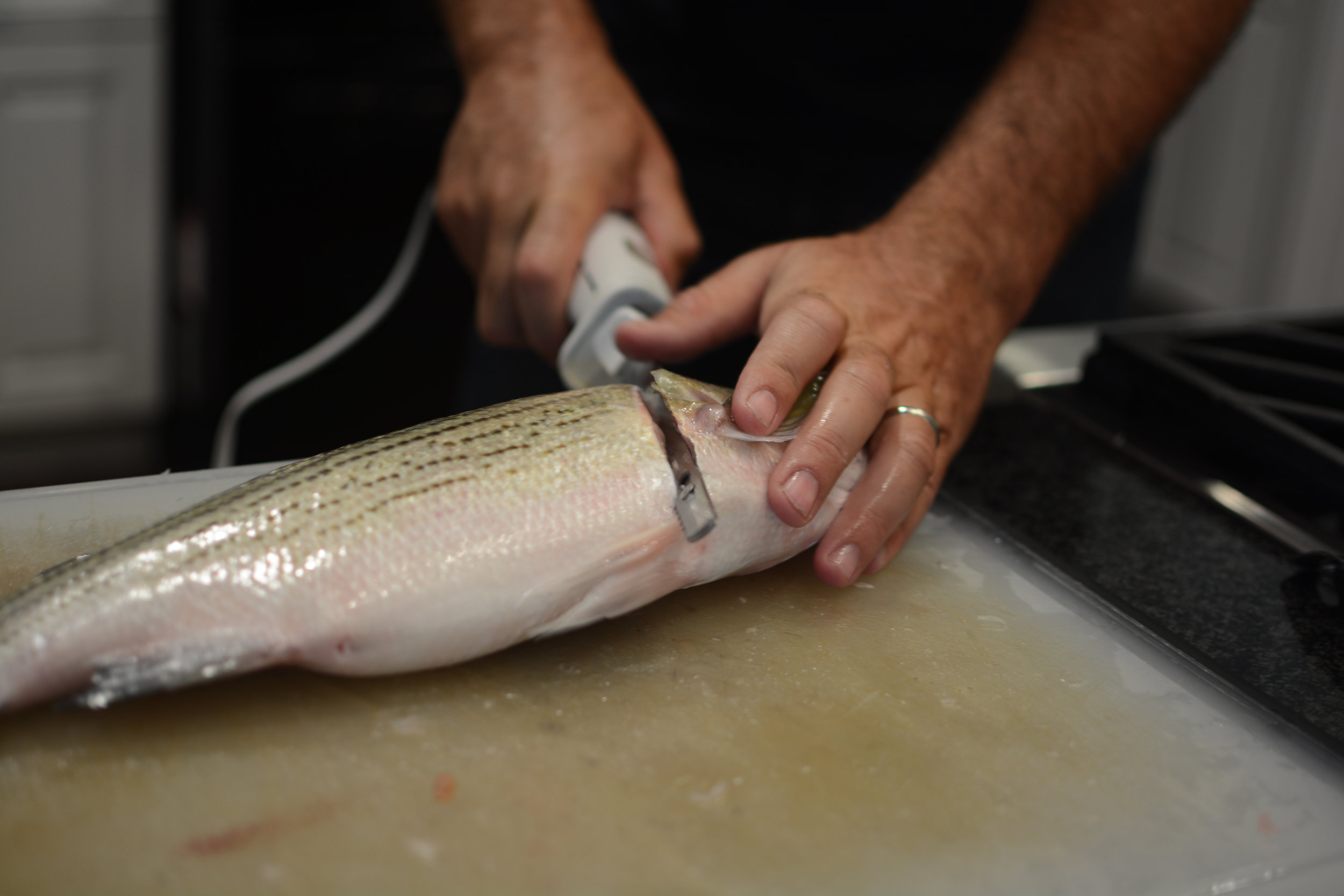 HOW TO FILLET A FISH WITH AN ELECTRIC KNIFE — SEAFOOD SHERPA